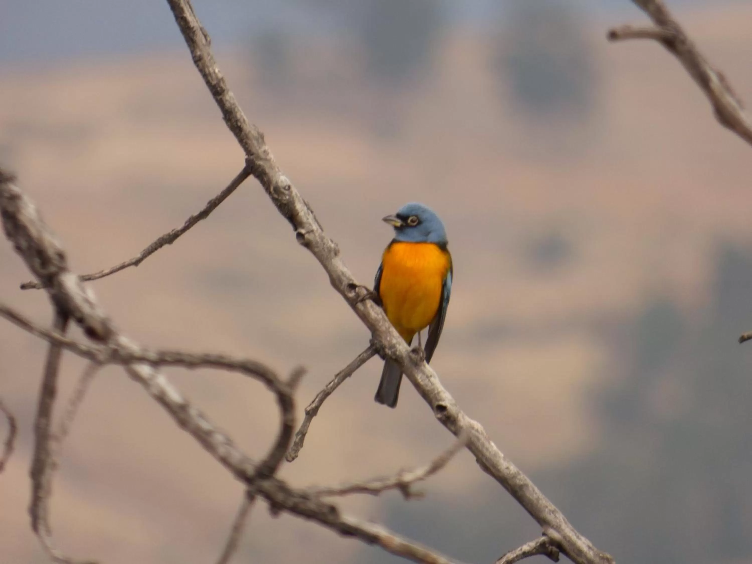 Garden in Hotel Villa Antigua