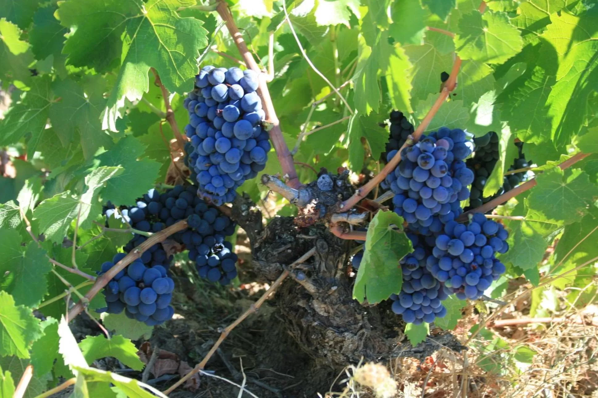 Summer in Hotel Rural La Enoteca del Marques