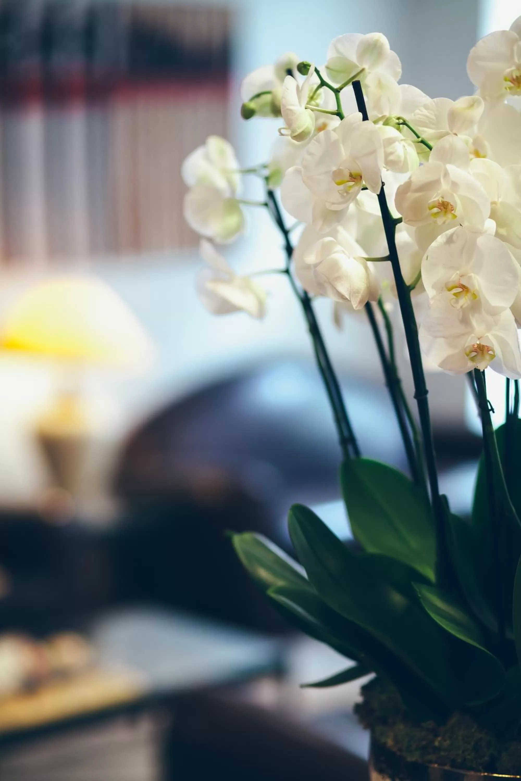 Decorative detail in Excelsior Opera