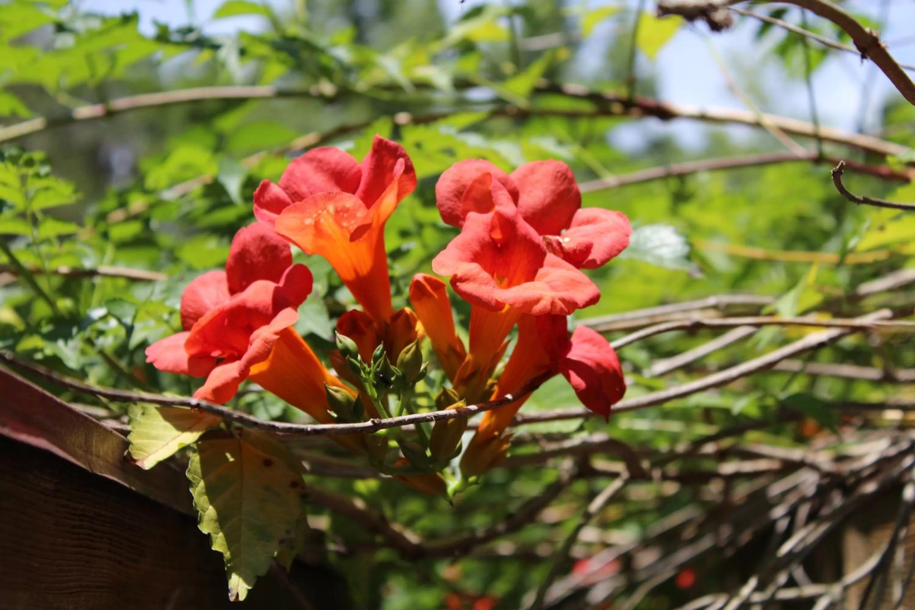 Natural landscape in The Inn at White Oak