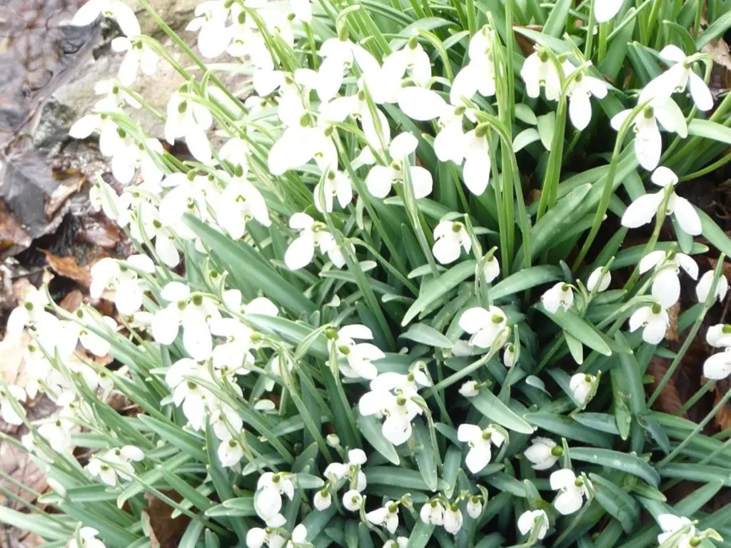 Other in Somerville House