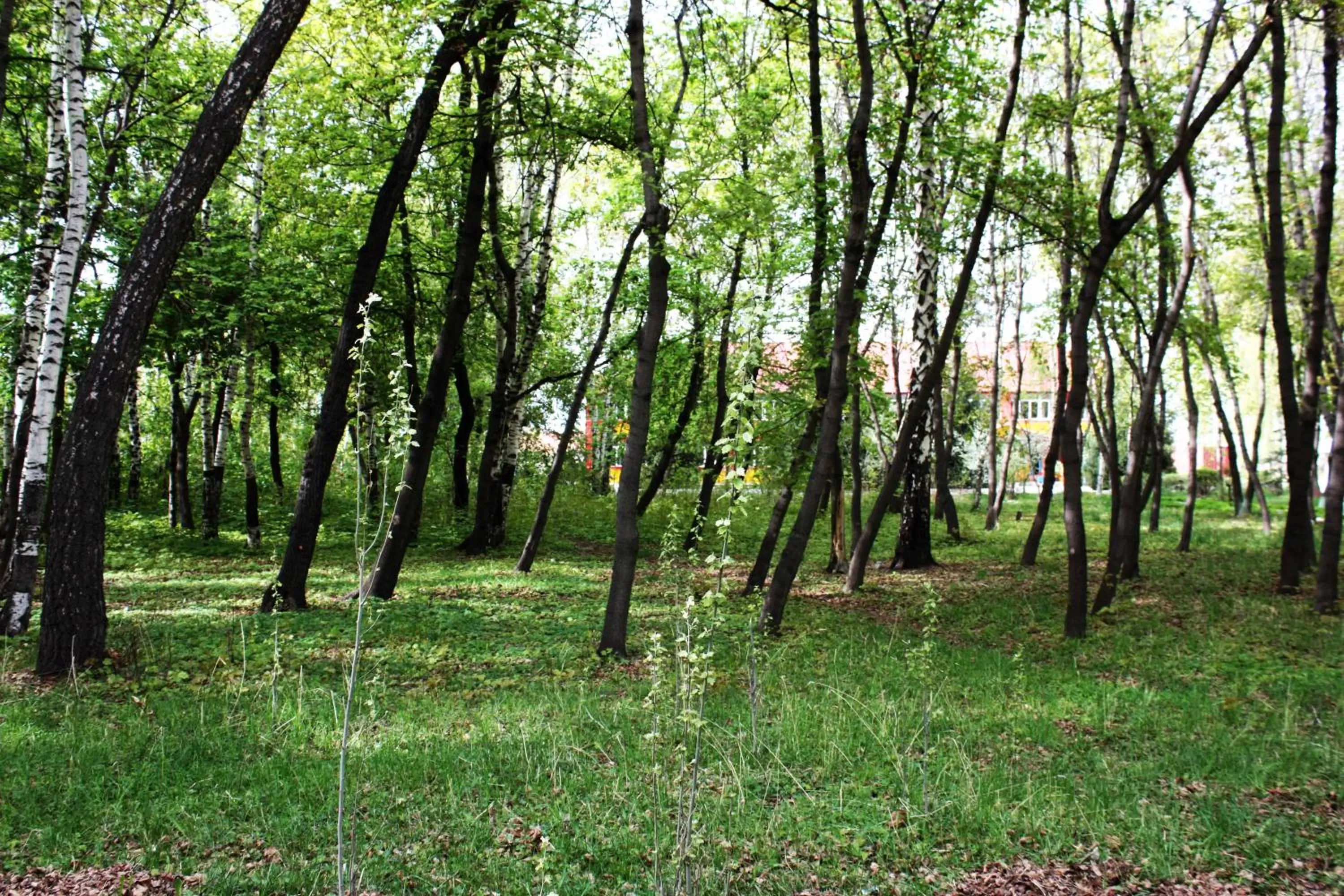 Garden in Otel Issyk-Kul Karakol