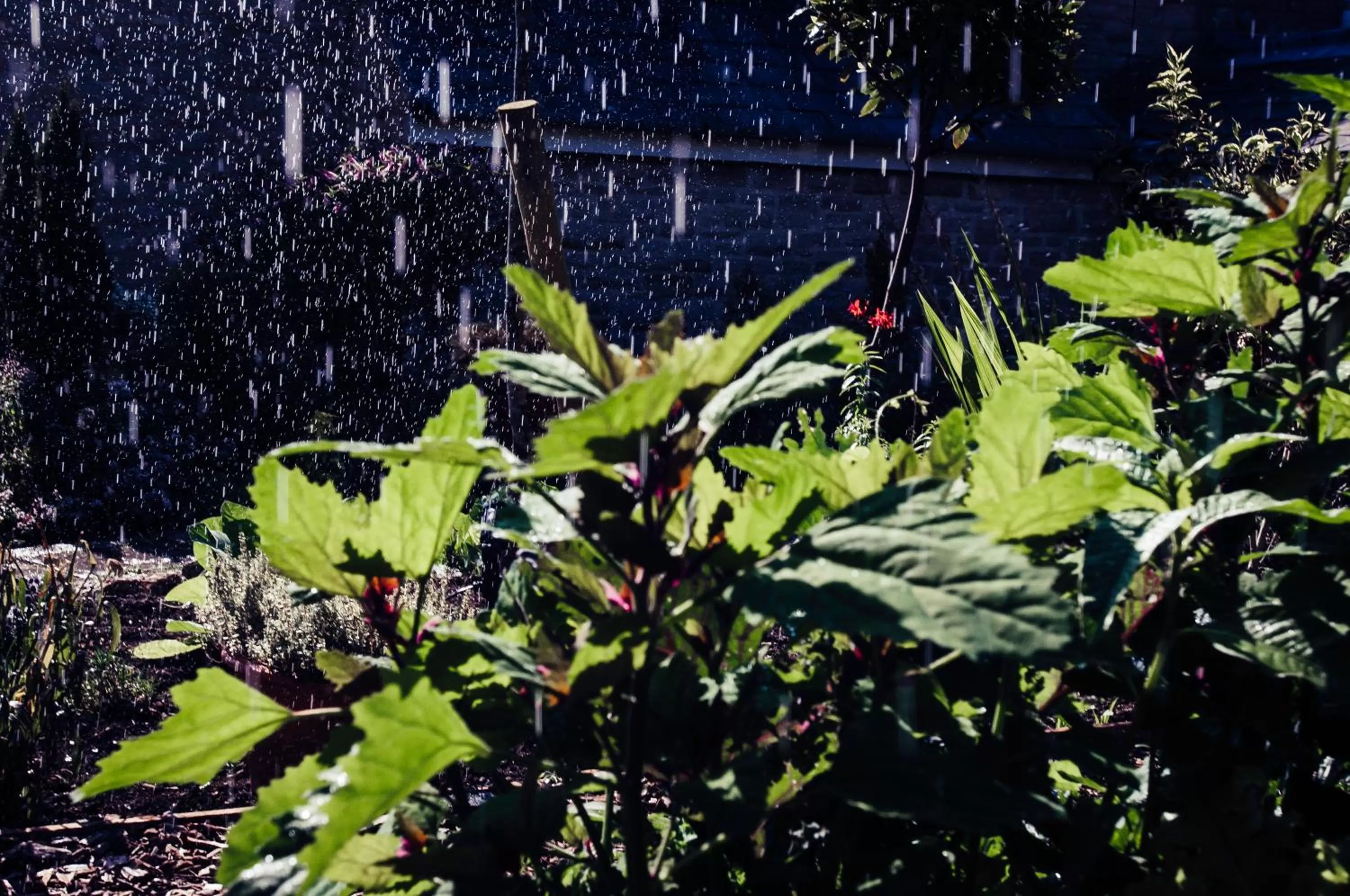 Garden in The Ollerod