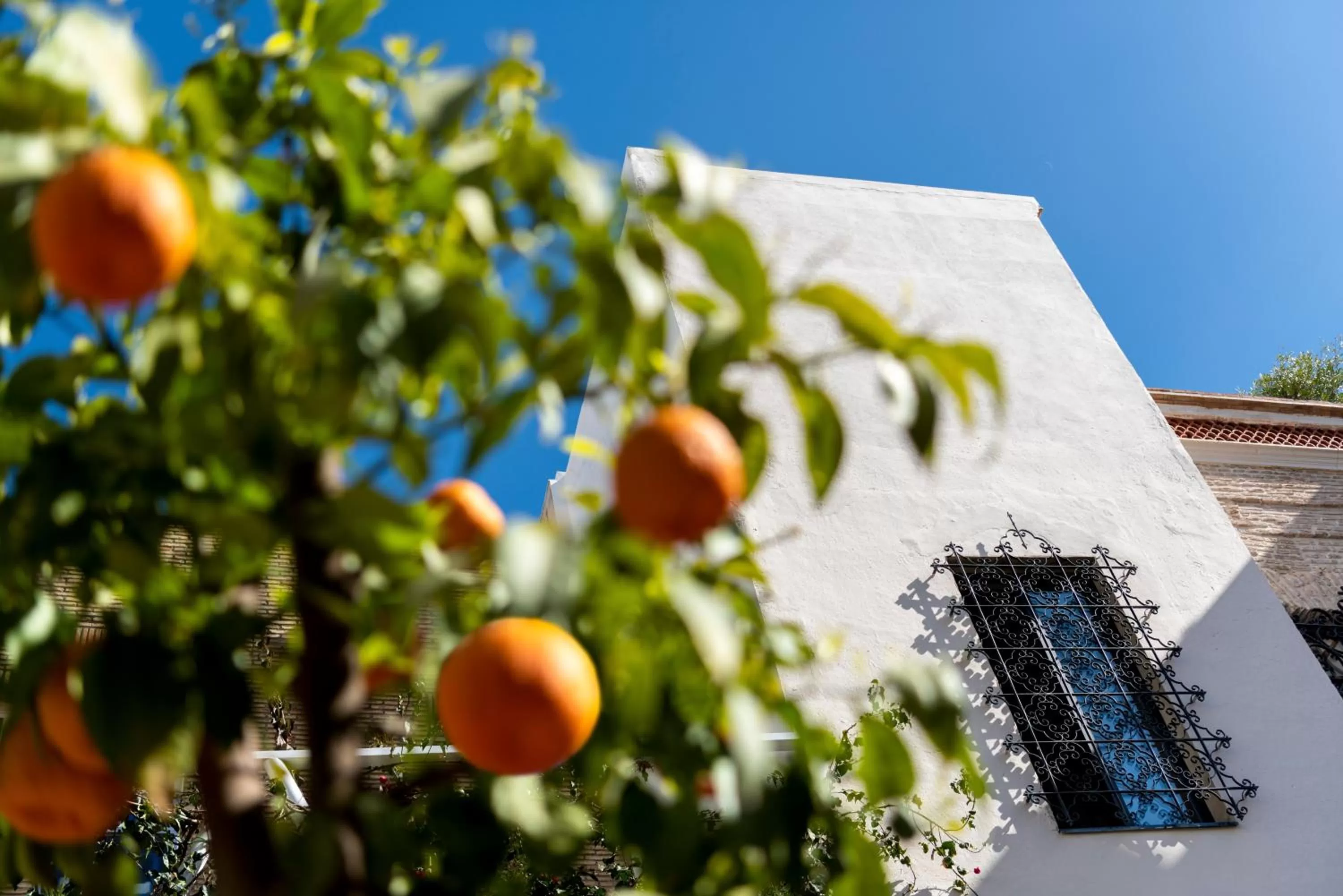 Garden view in Pájaro Rebelde