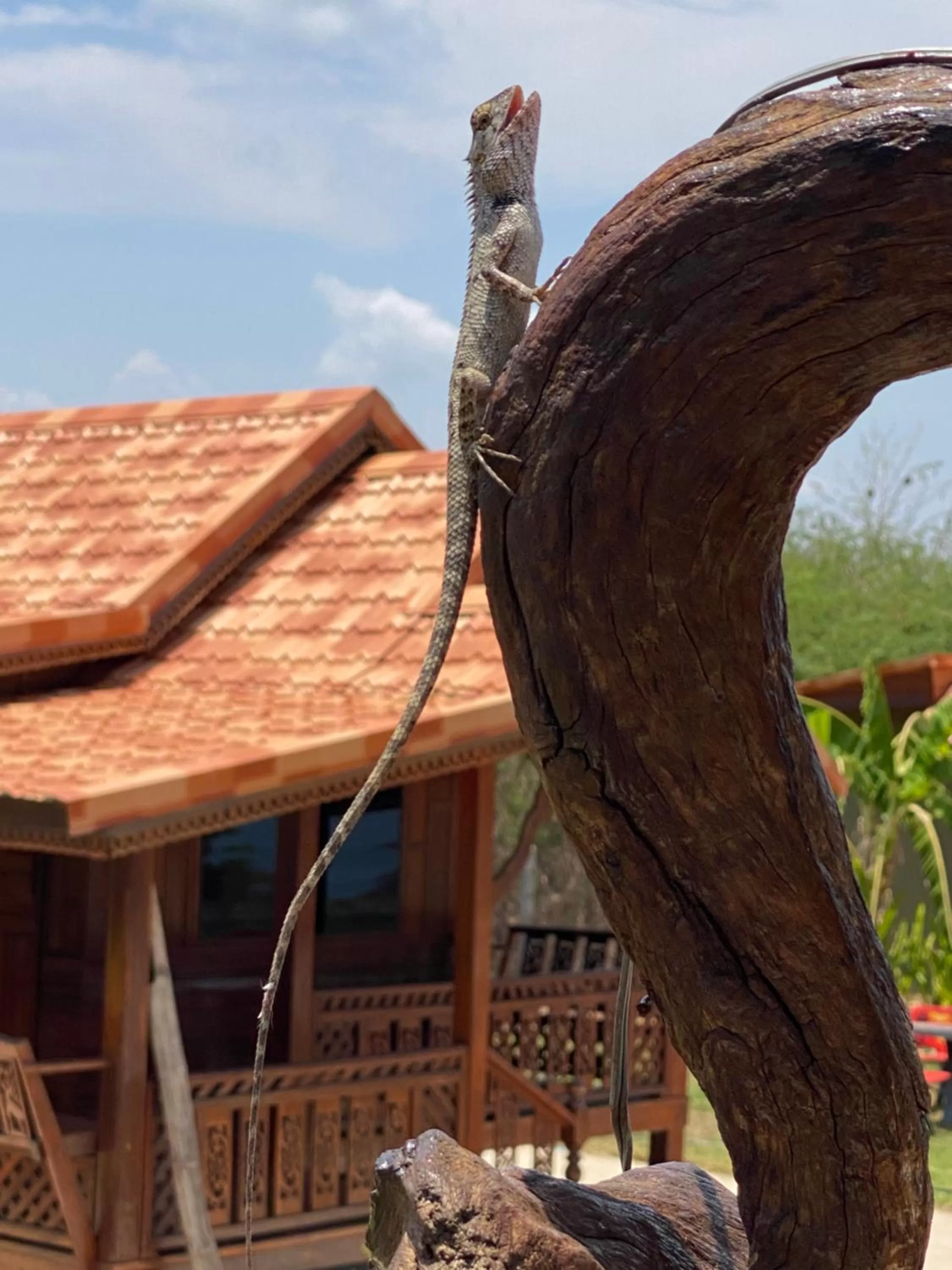 Jing Jo Boutique Bungalow