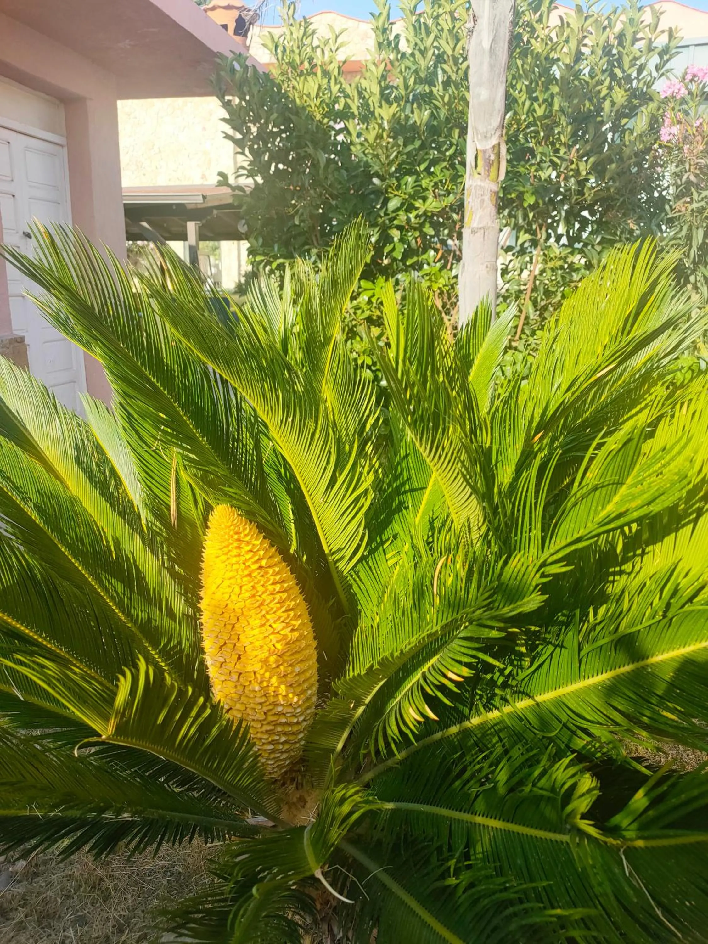 Spring in Hotel La Playa Blanca