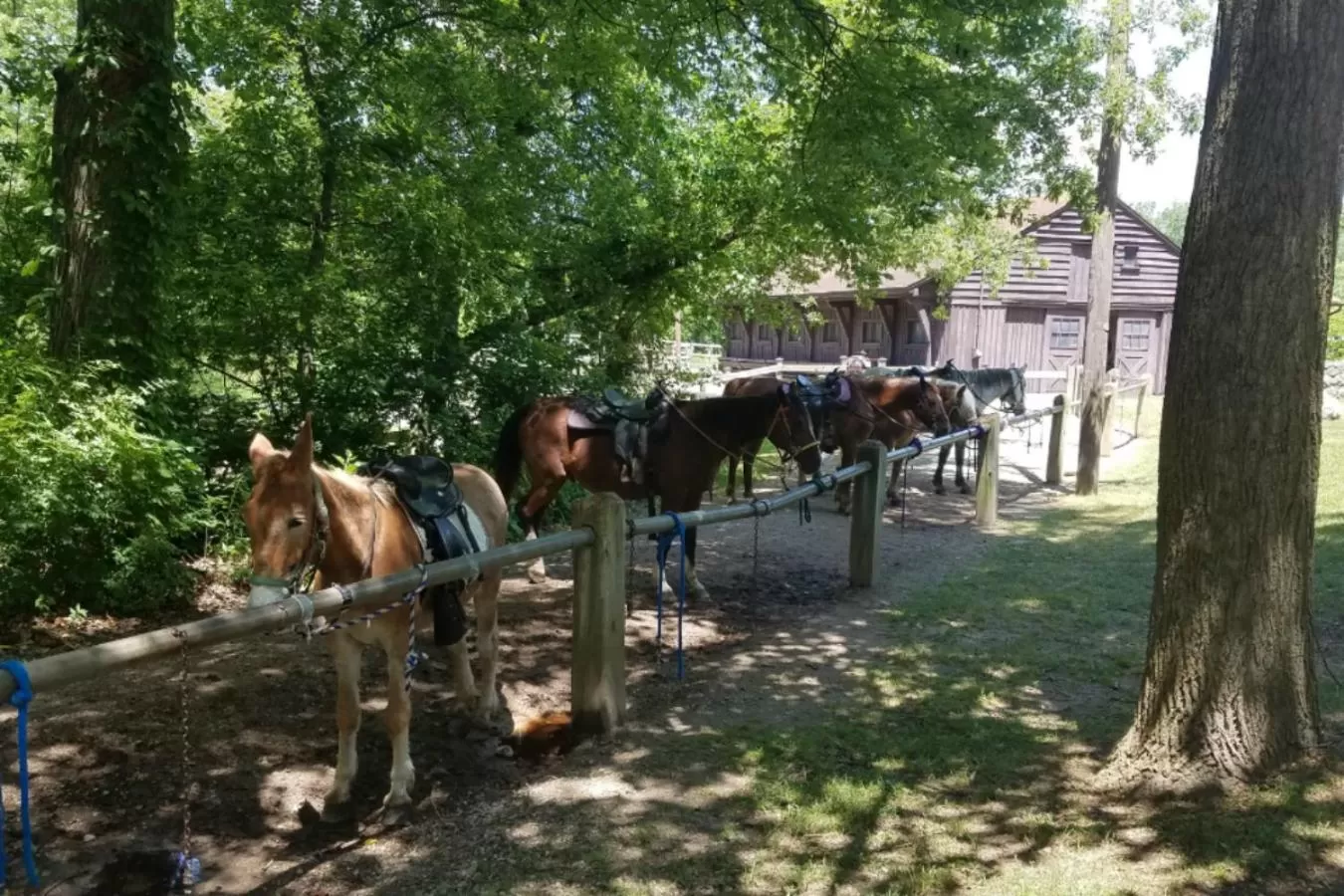 Horse-riding in Potawatomi Inn & Cabins