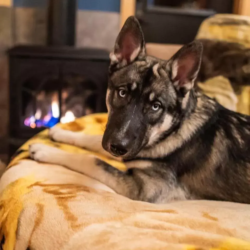 Pet Friendly Room # 1 in Twisp River Suites Pet Friendly Room # 1 in Twisp River Suites