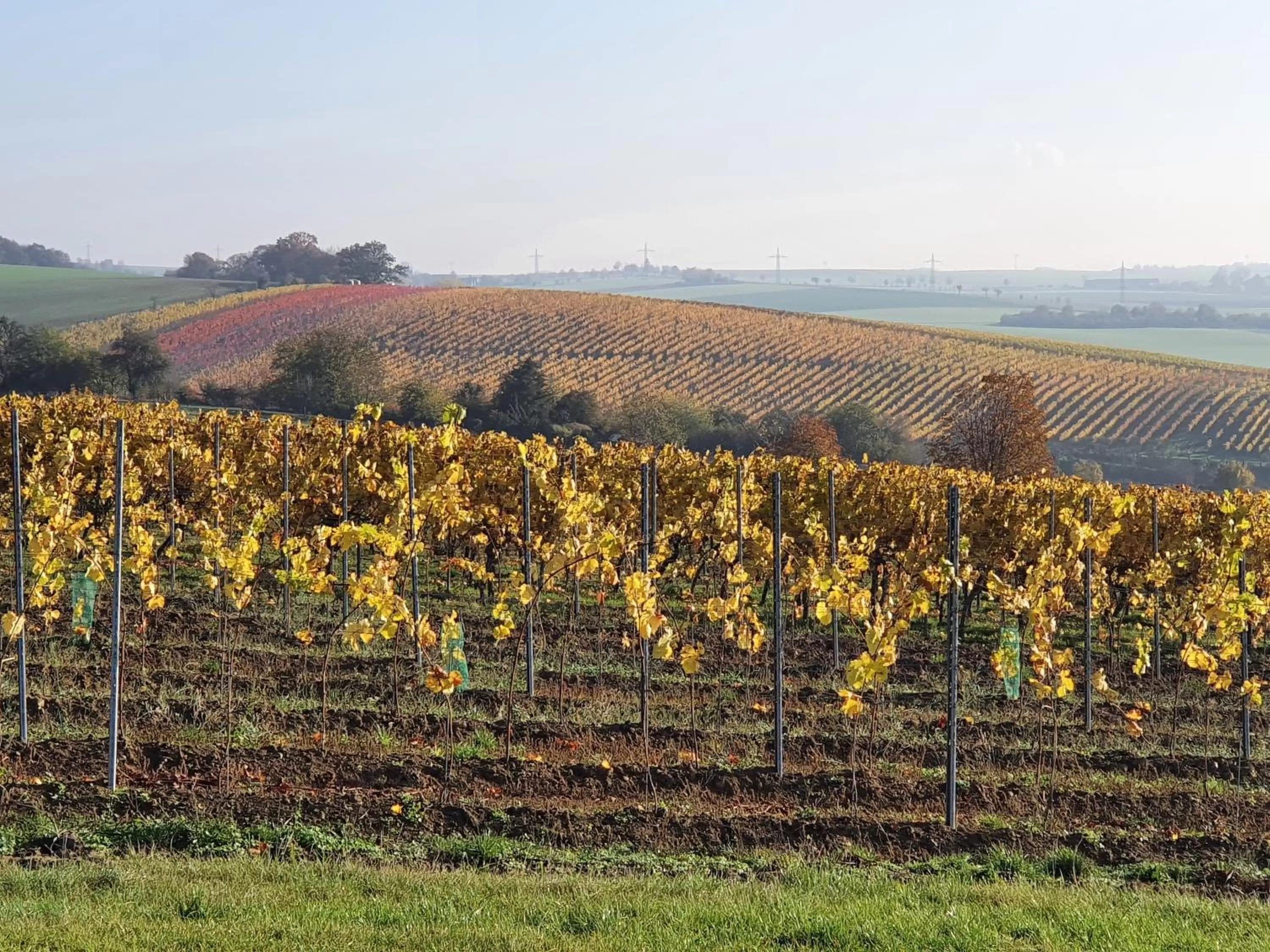 Natural landscape in Hotel Rebschule