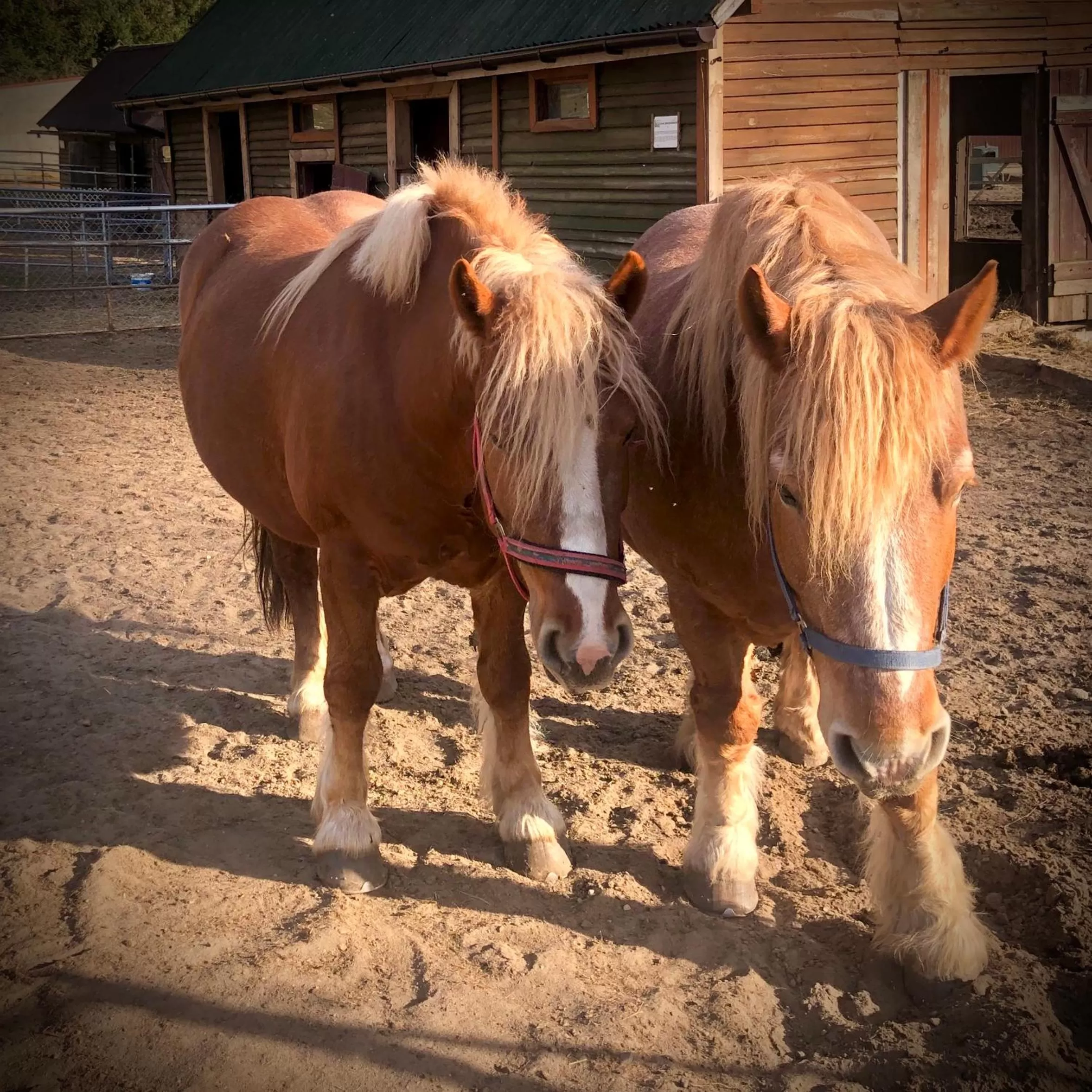 Other Animals in Ziołowa Dolina