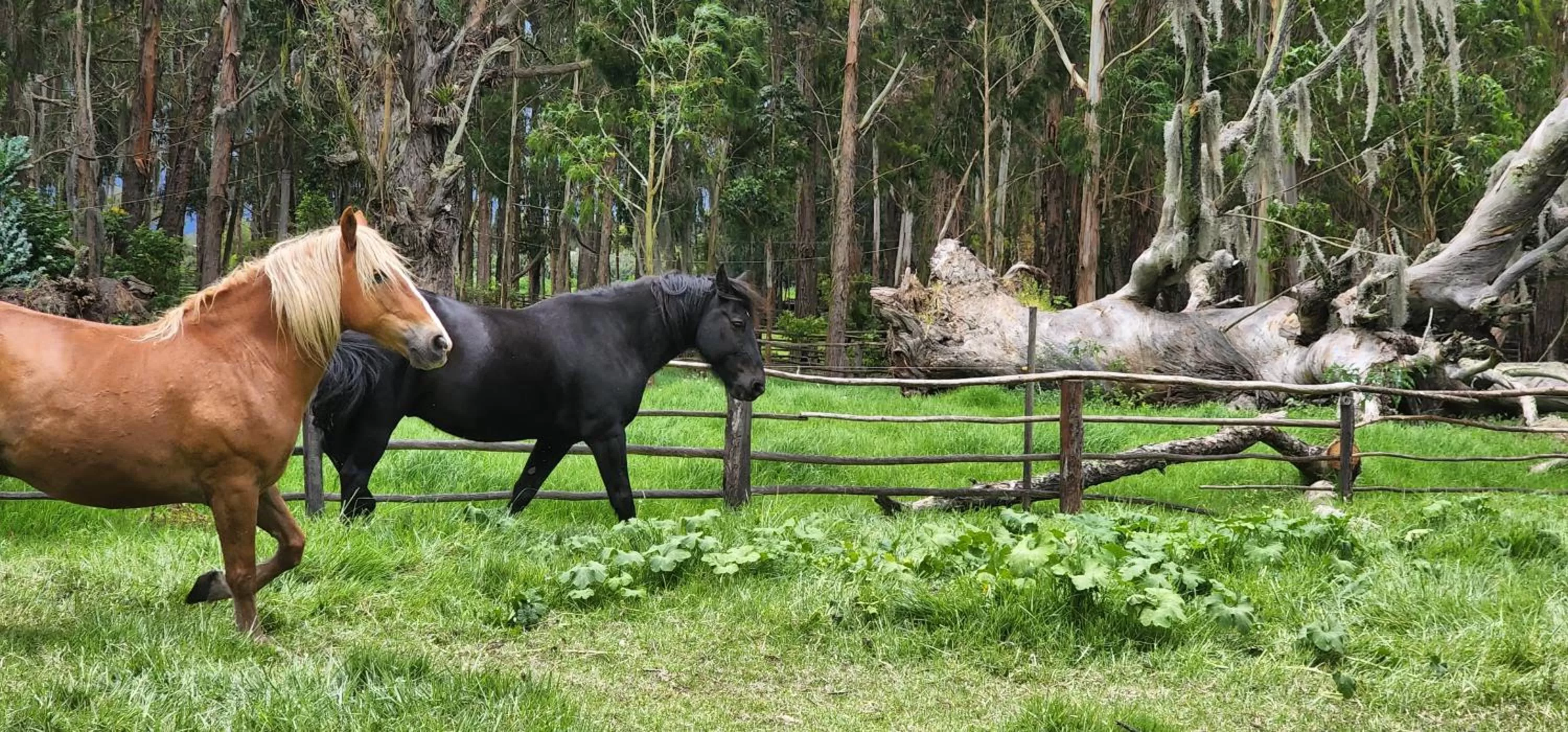 Horse-riding, Other Animals in Hotel Hacienda Suescún