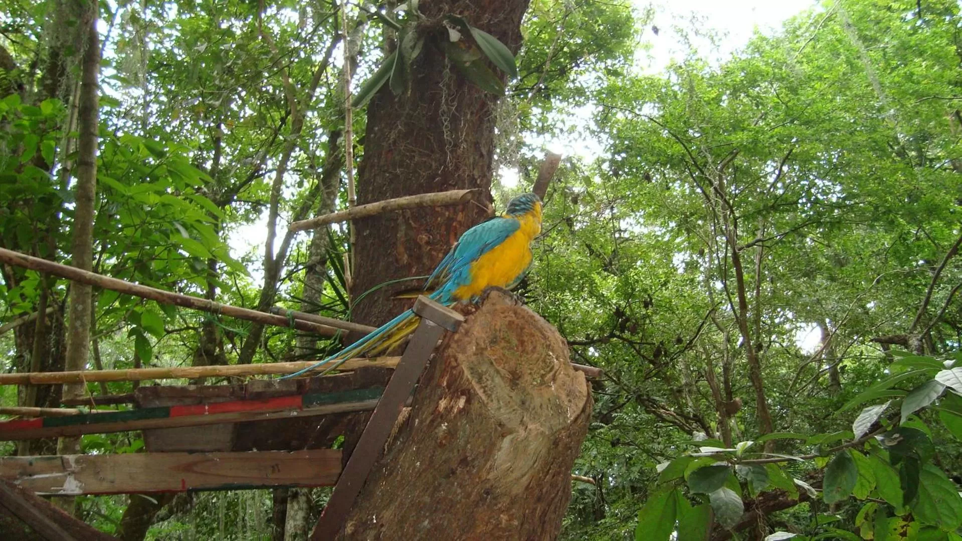 Other Animals in Hotel Centro Real