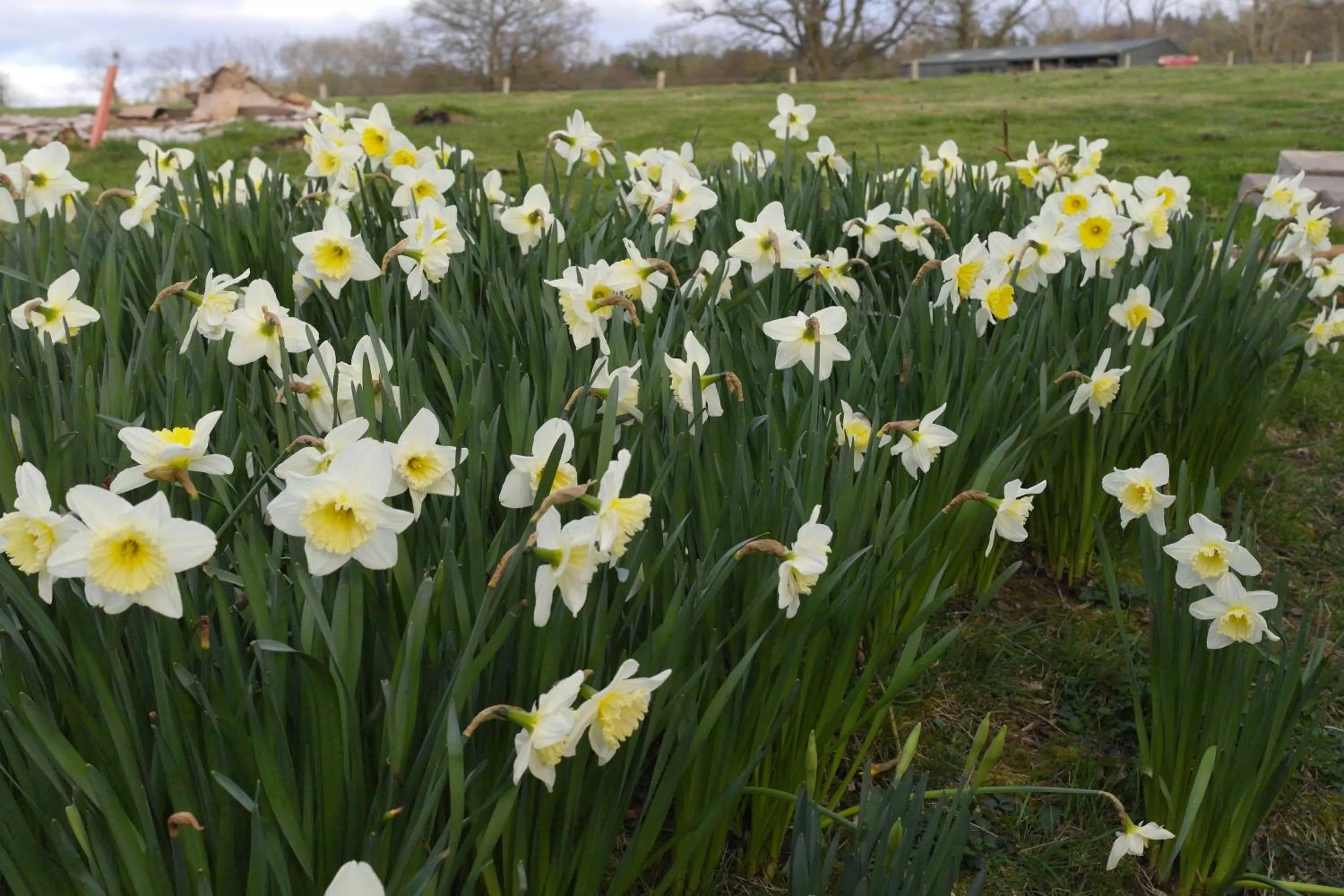 Garden in Prospect BARN