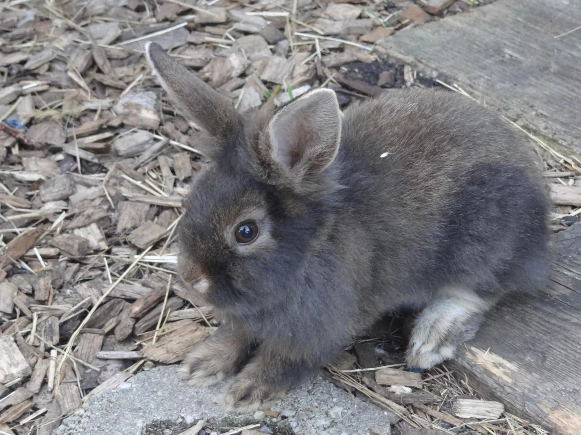 Animals, Other Animals in Beim Haxenwirt