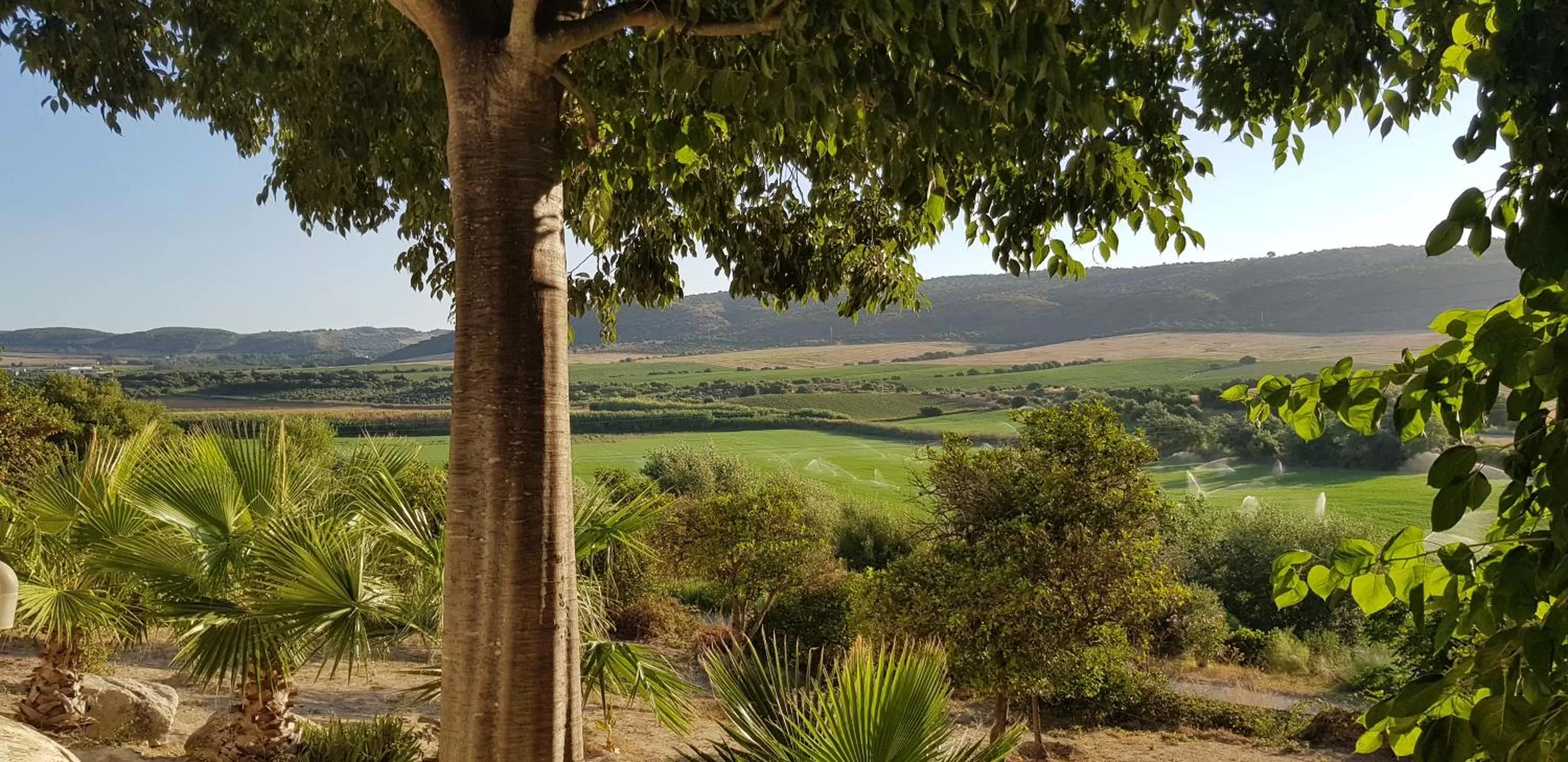 Garden in Hacienda El Santiscal