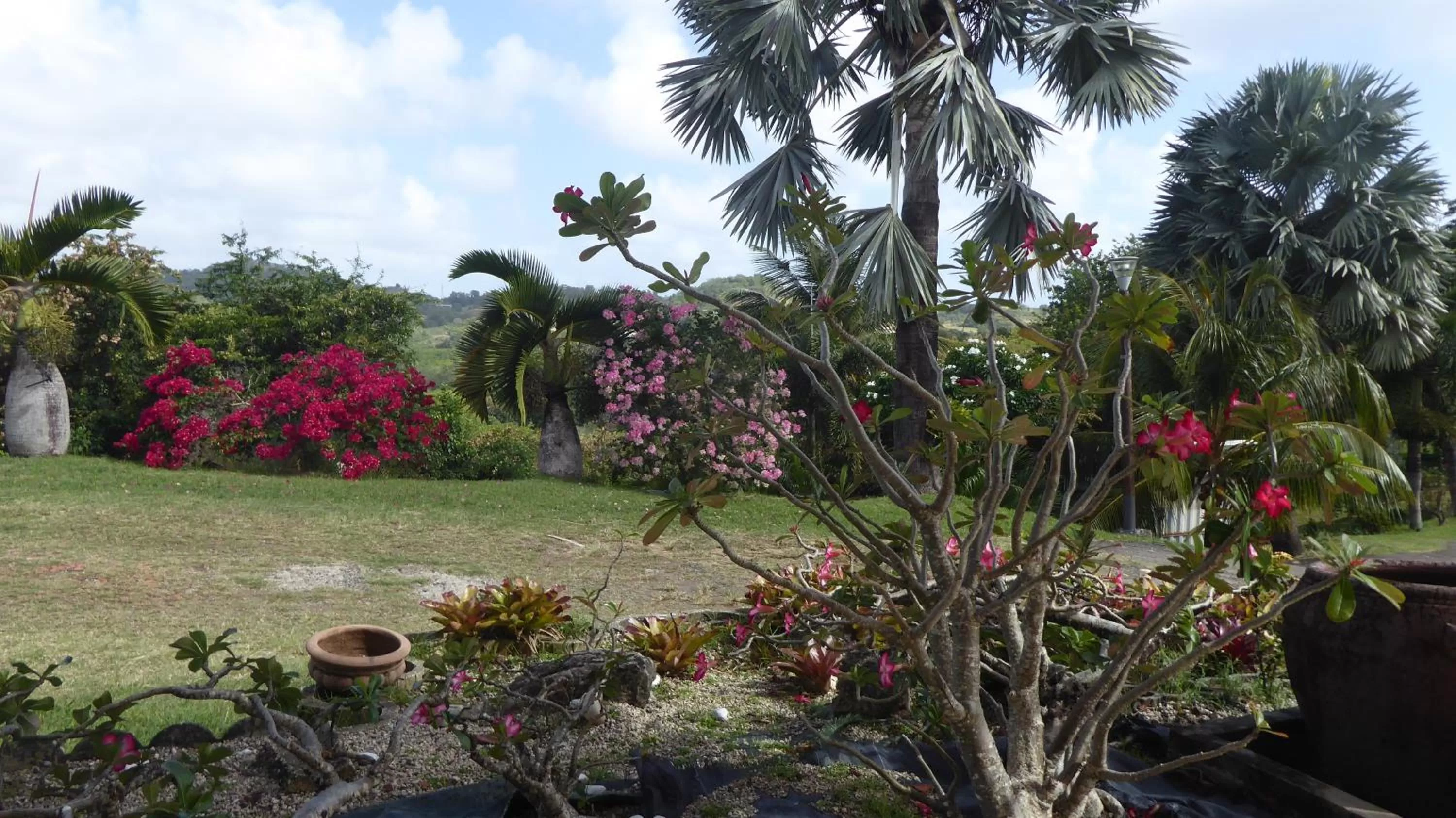 Garden in Bed and breakfast Riviere