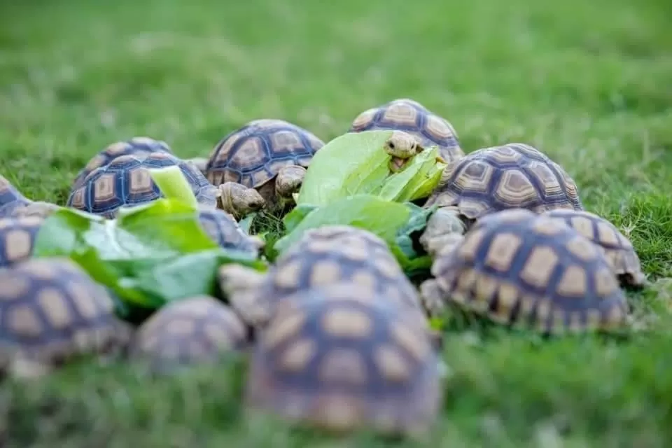 Viva Montane Hotel Pattaya