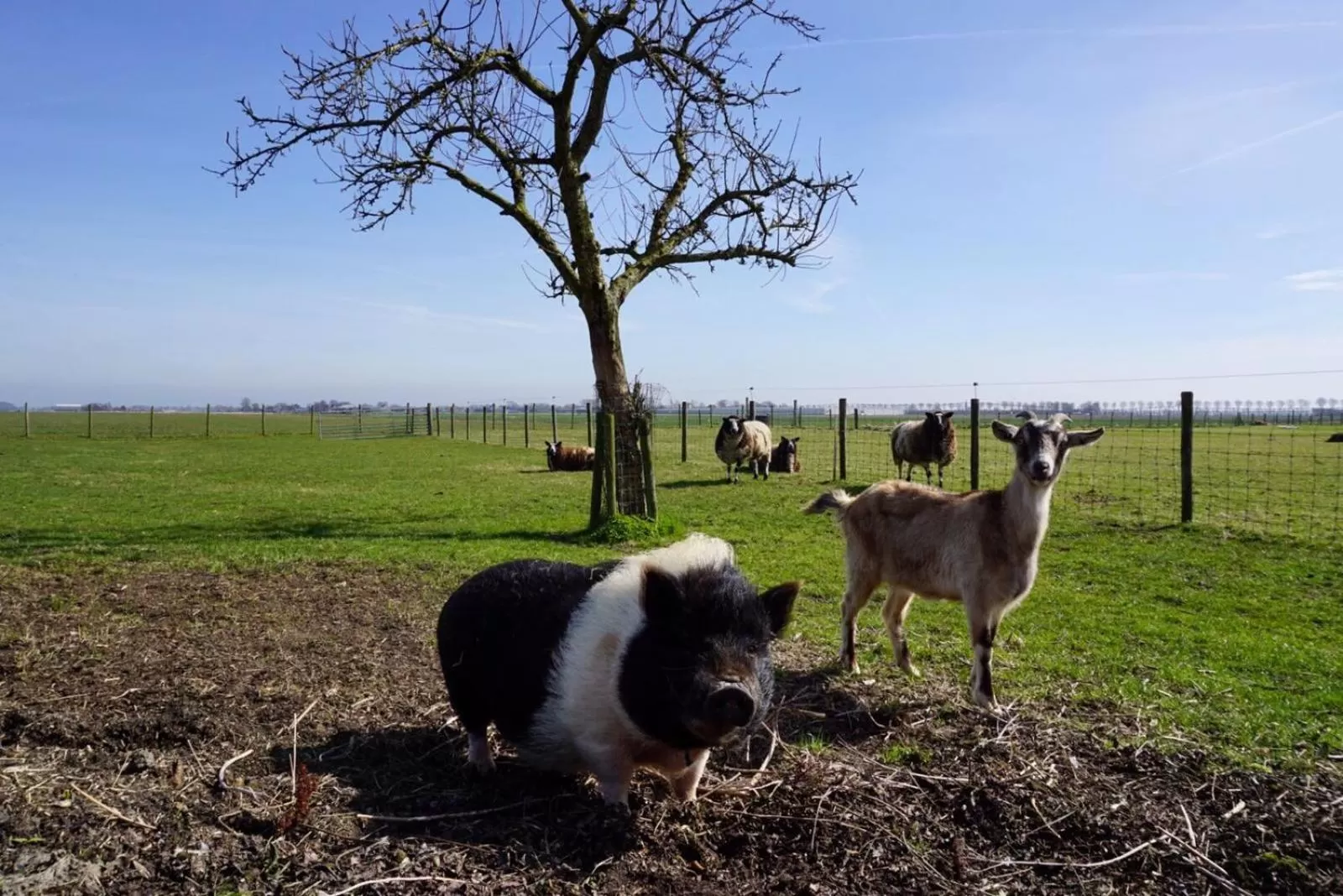 Natural landscape in B & B De Gouwe Plek