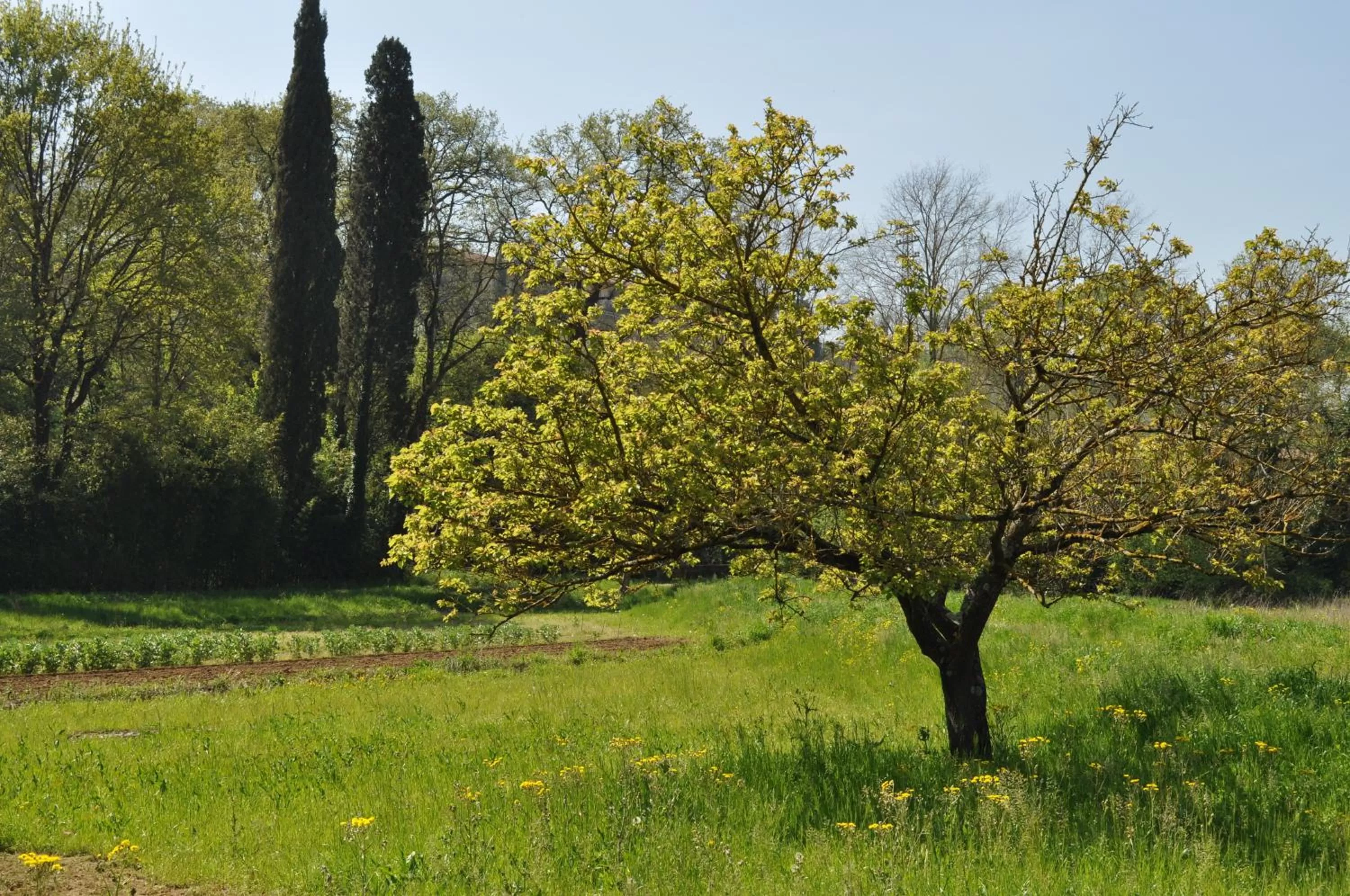 Bed in Armonie di Villa Incontri B&B