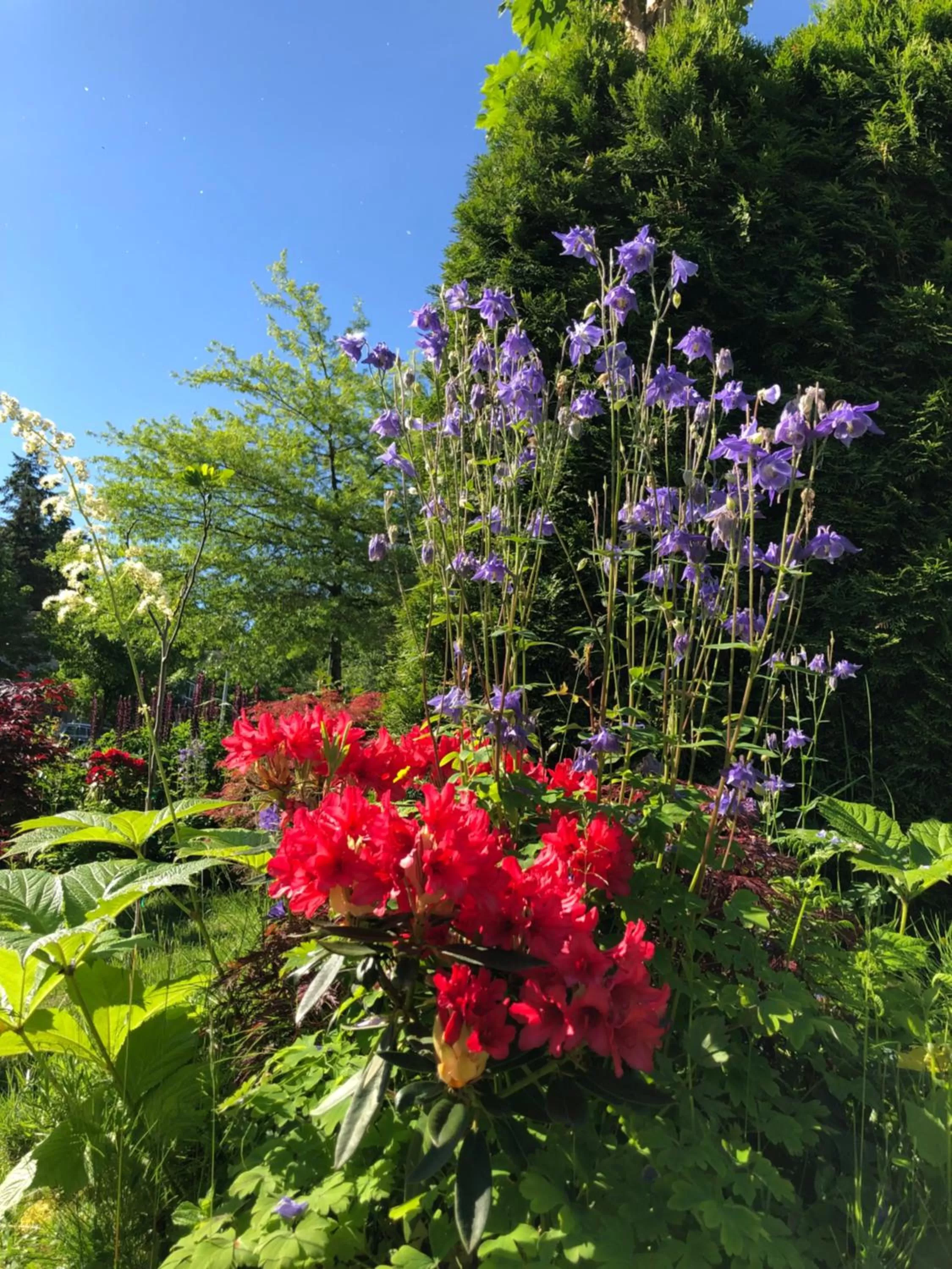 Garden in Jane's private rooms with shared washroom