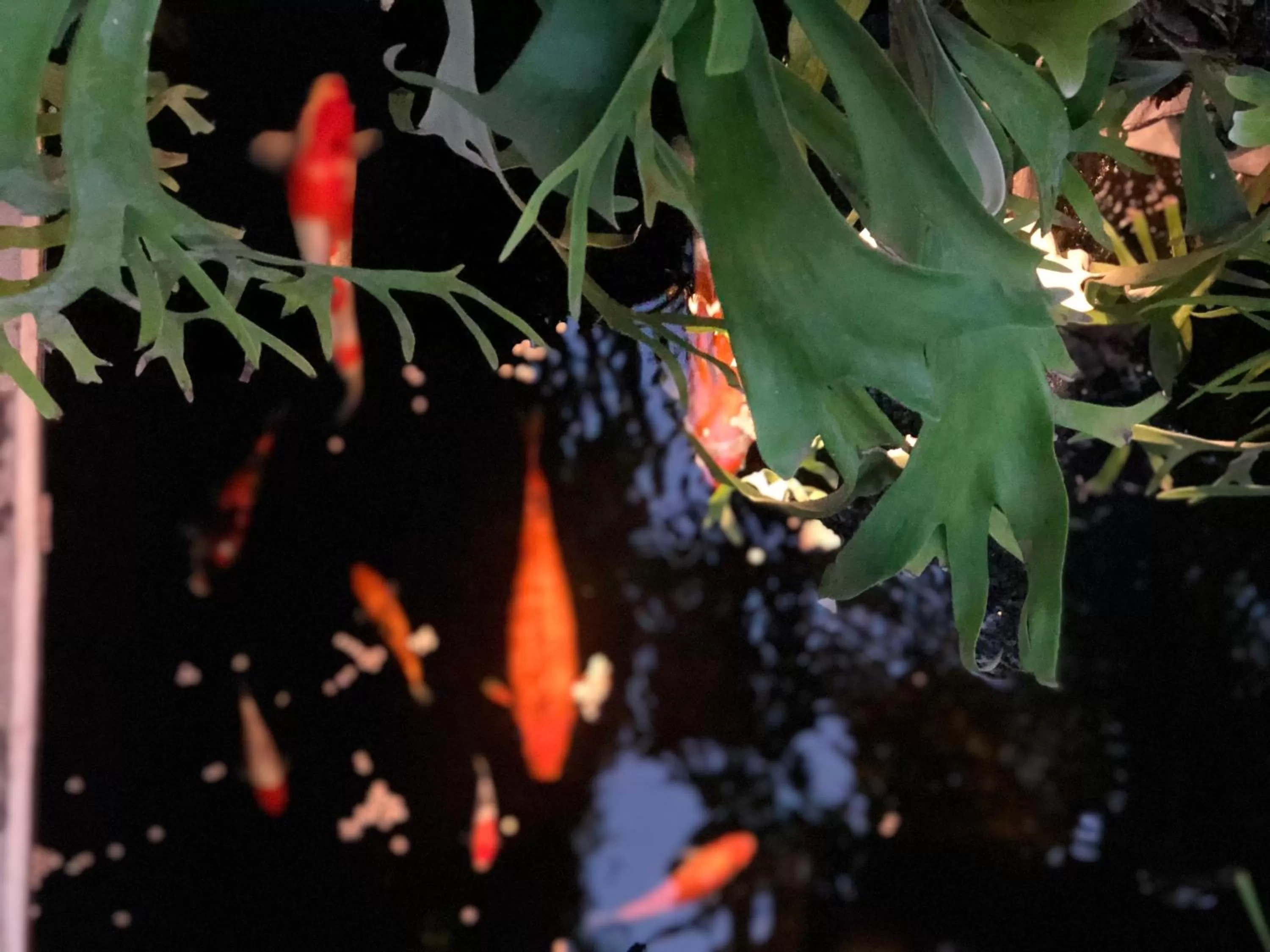 Garden in The Hidden Bali Inn