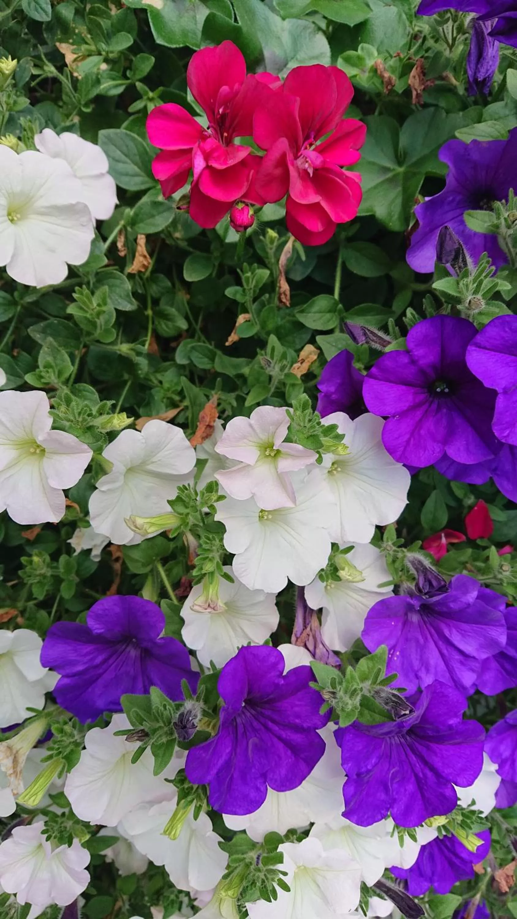 Spring in ZUR TRAUBE Schwarzwaldhotel & Restaurant am Titisee