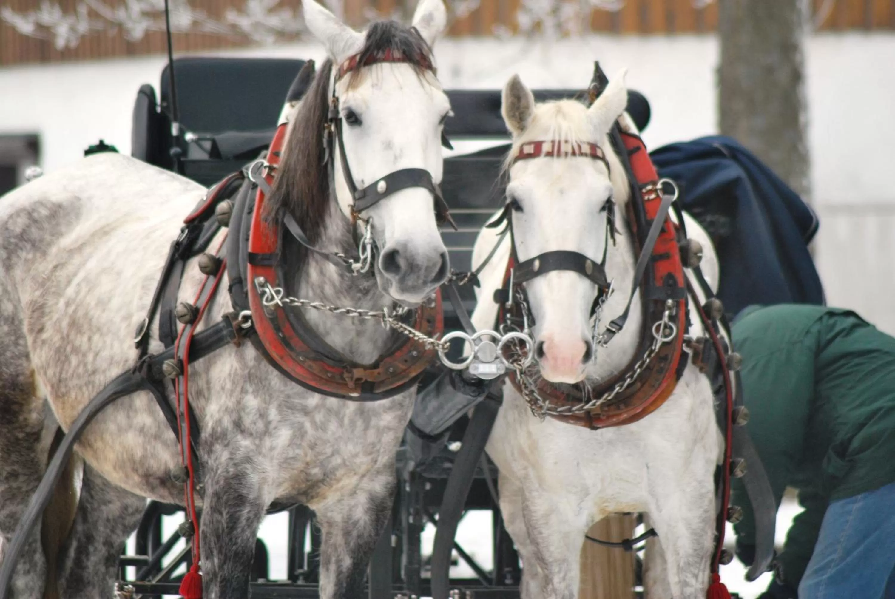 Activities, Horseback Riding in Waldgasthof Bad Einsiedel