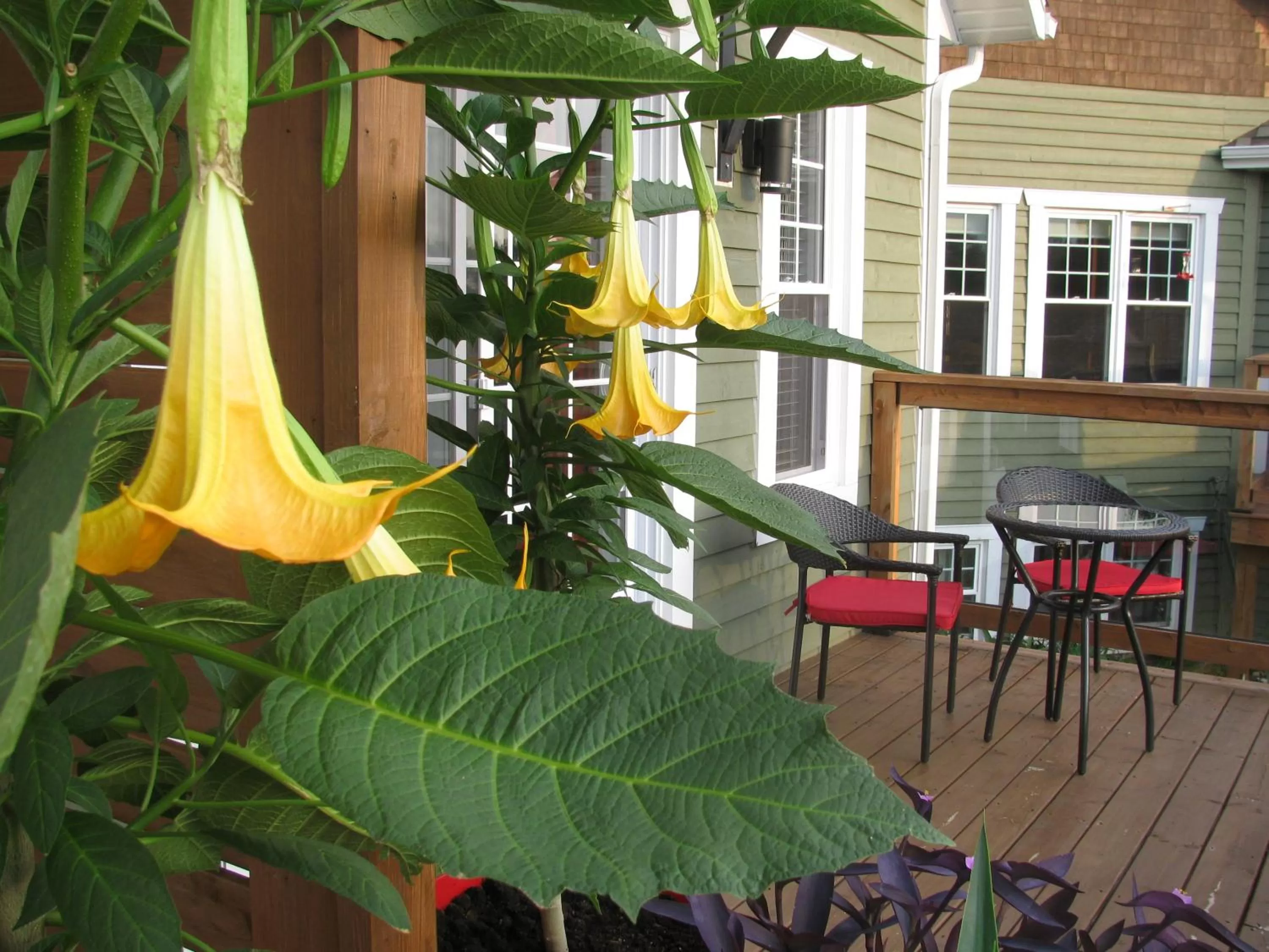 Balcony/Terrace in Gî'Temps couette et café B&B