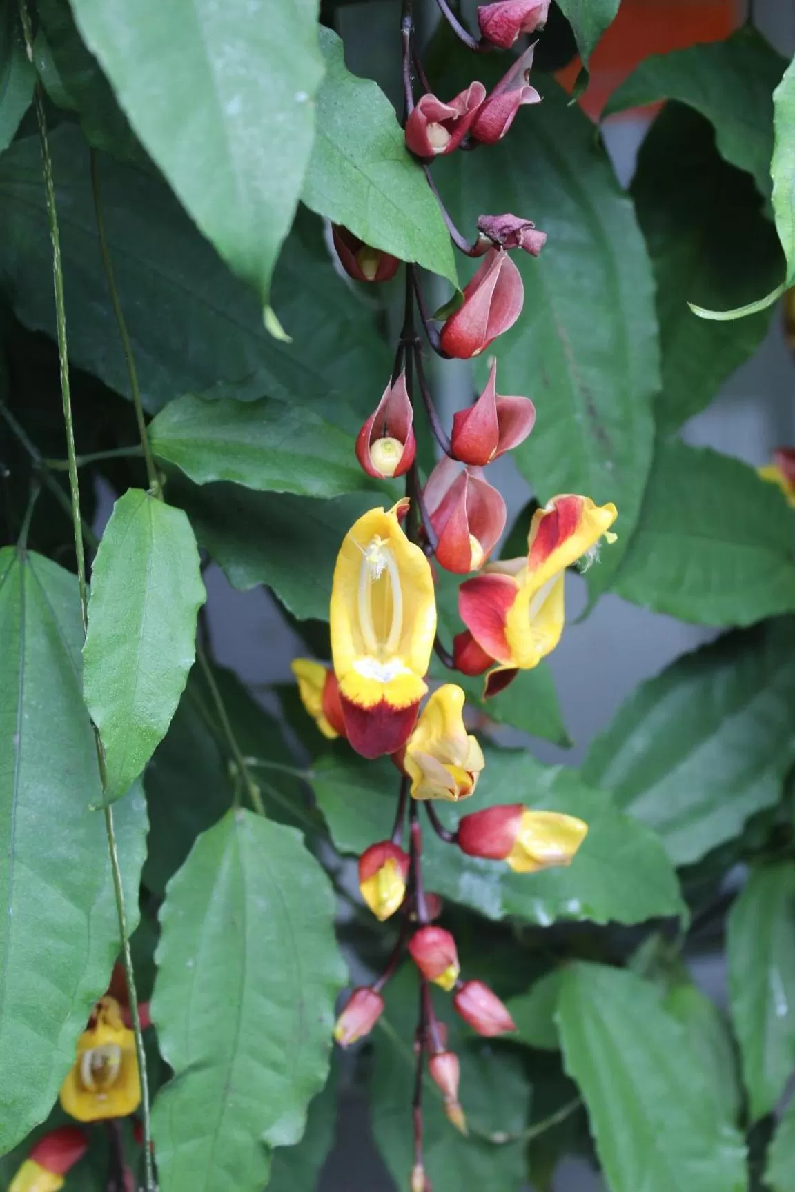 Garden in Cando Living Apartments in Central Avenue