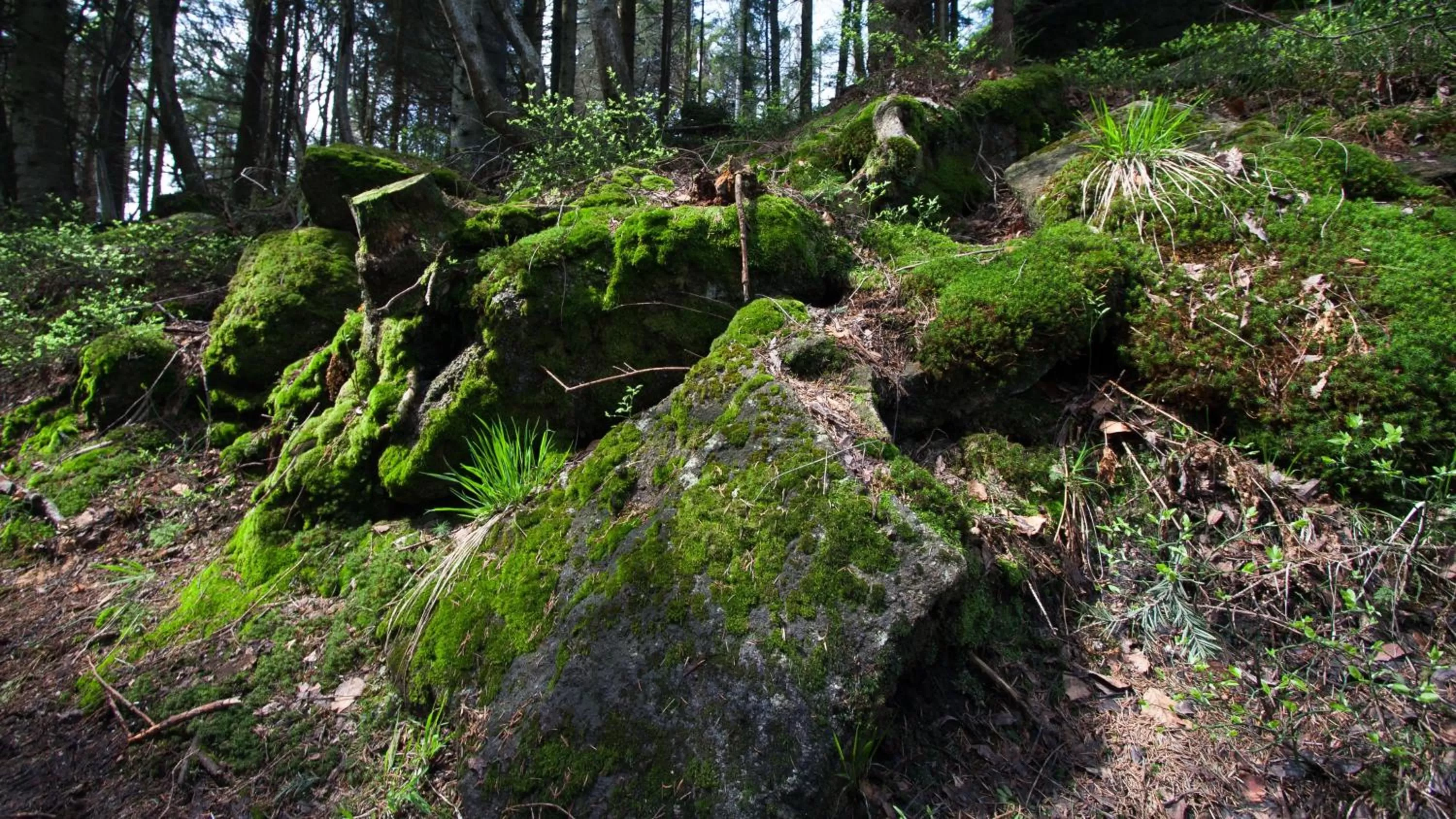 Pokoje w Oberży Czarny Groń