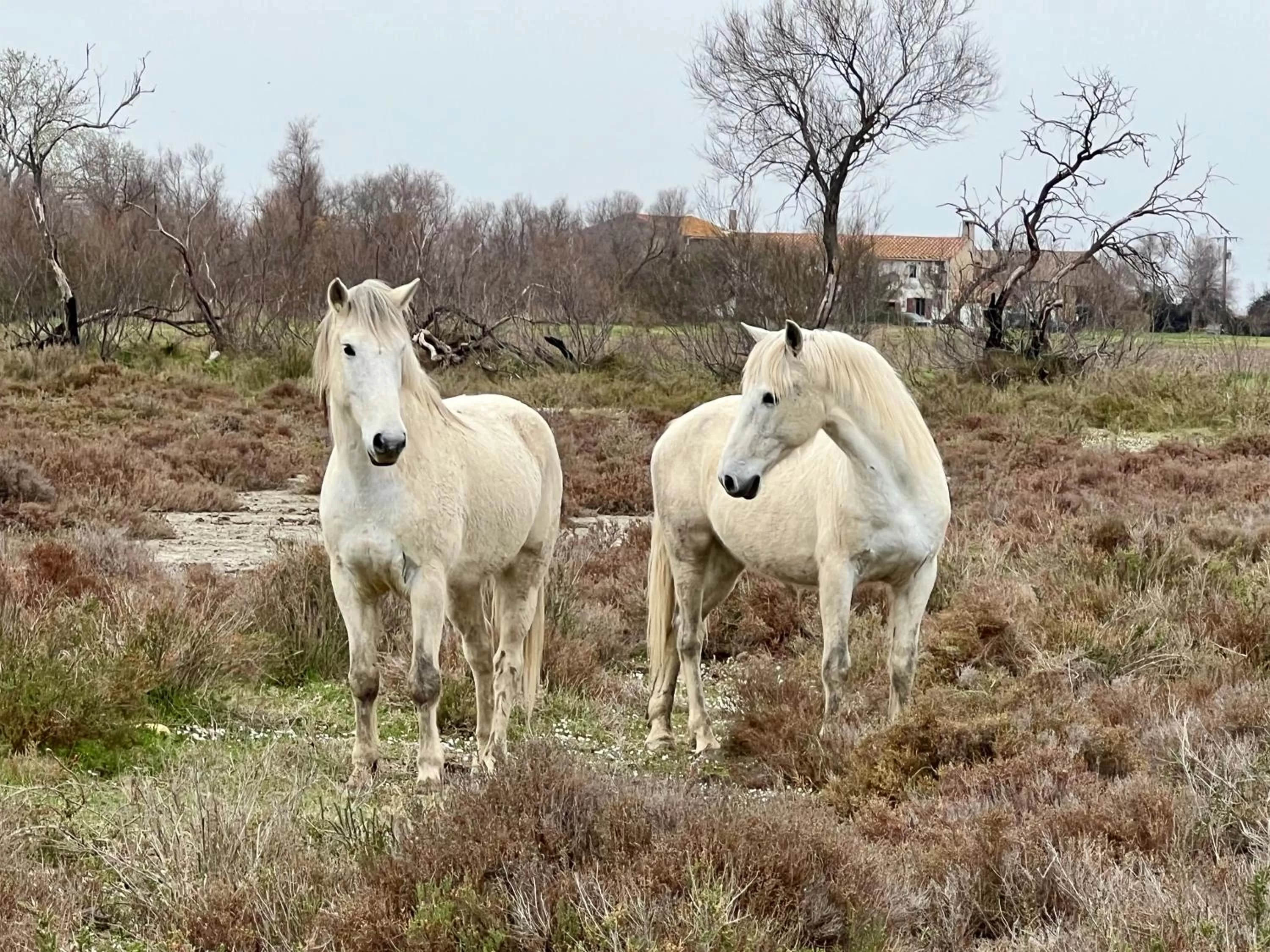 Animals in Loft Apartment , La Terrasse Centre Ville d'Arles,