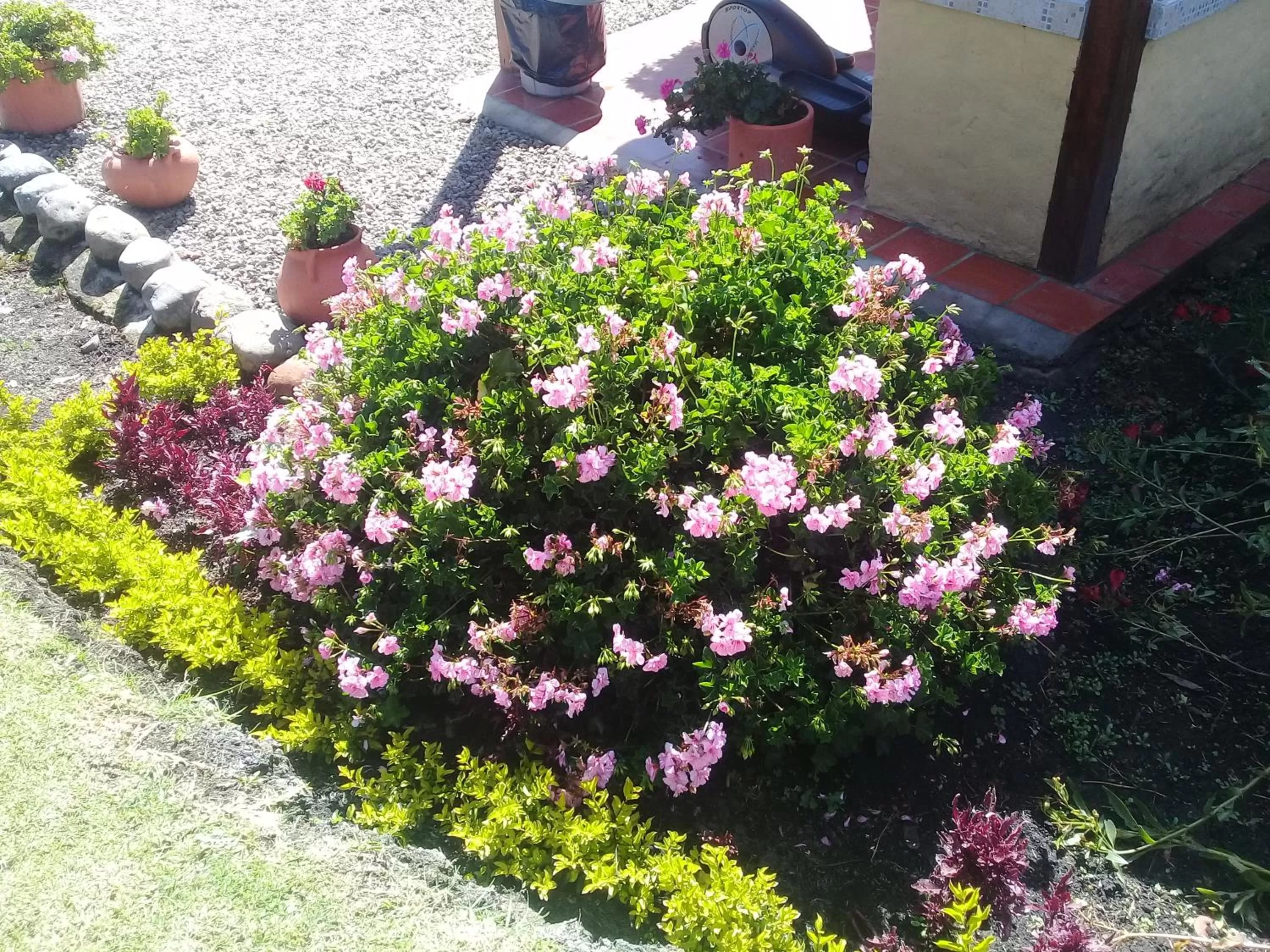Garden in Hotel Campestre Franchesca
