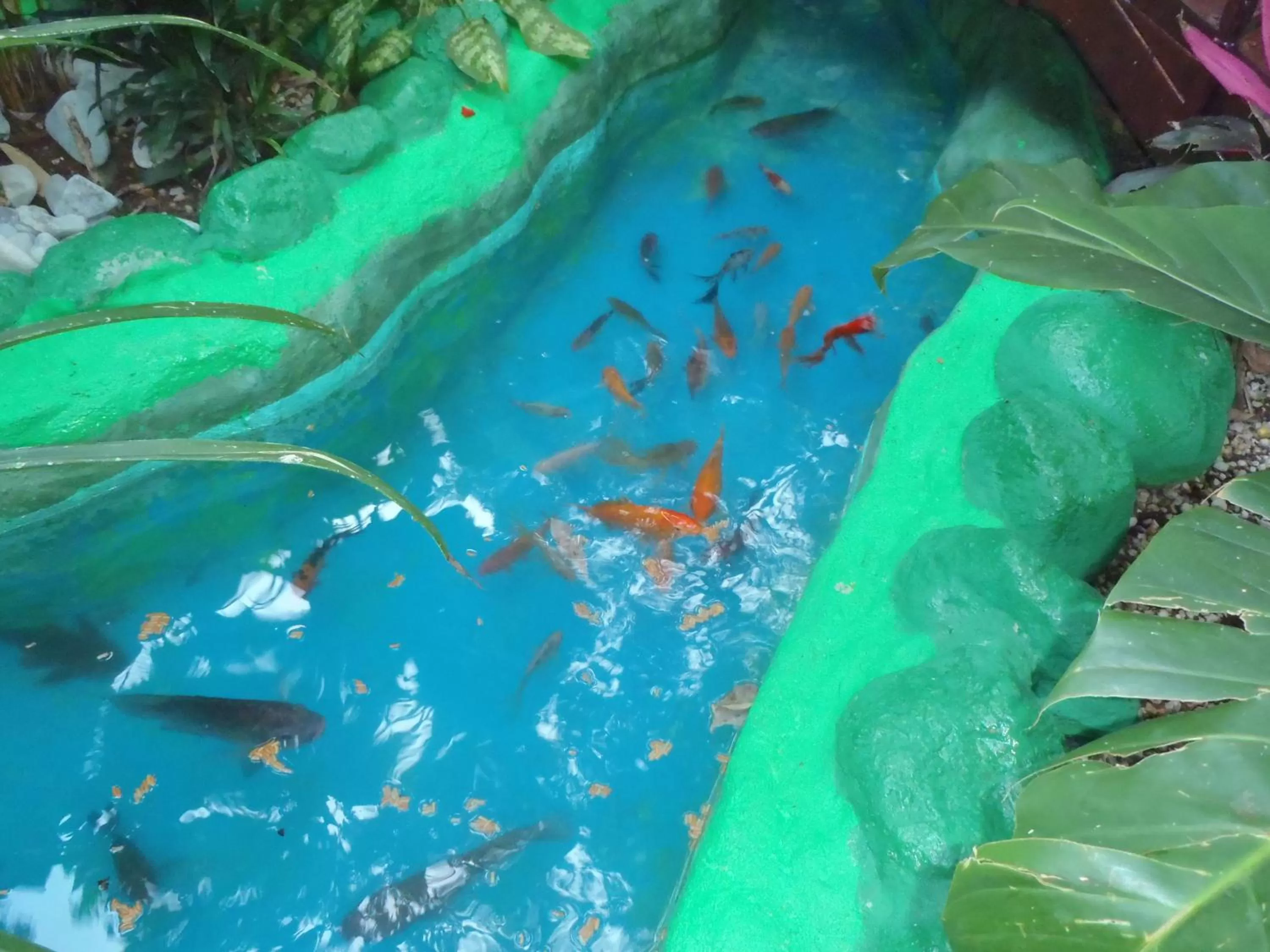 Pets in Casa Lima B&B