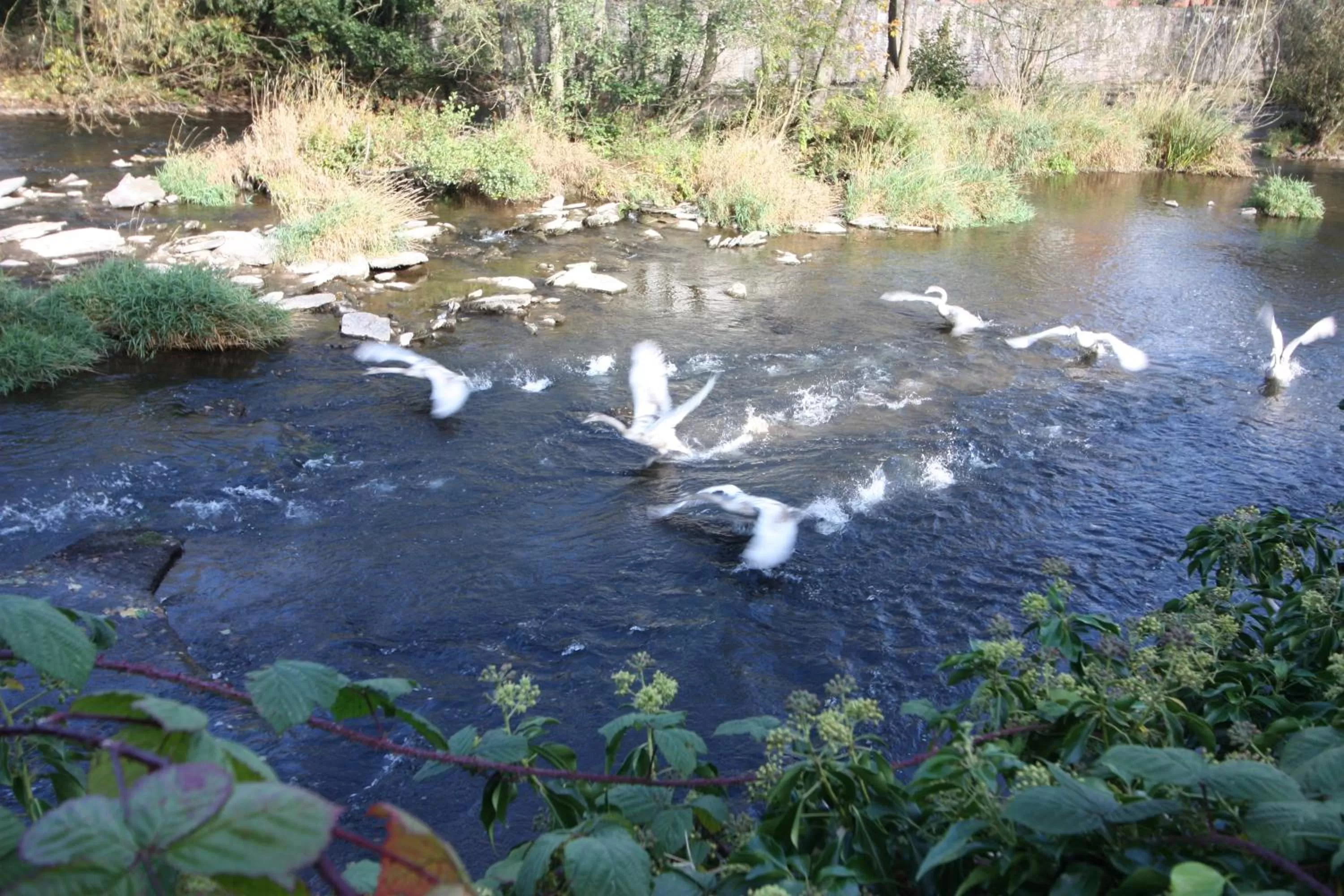 River view in The Charlton Arms