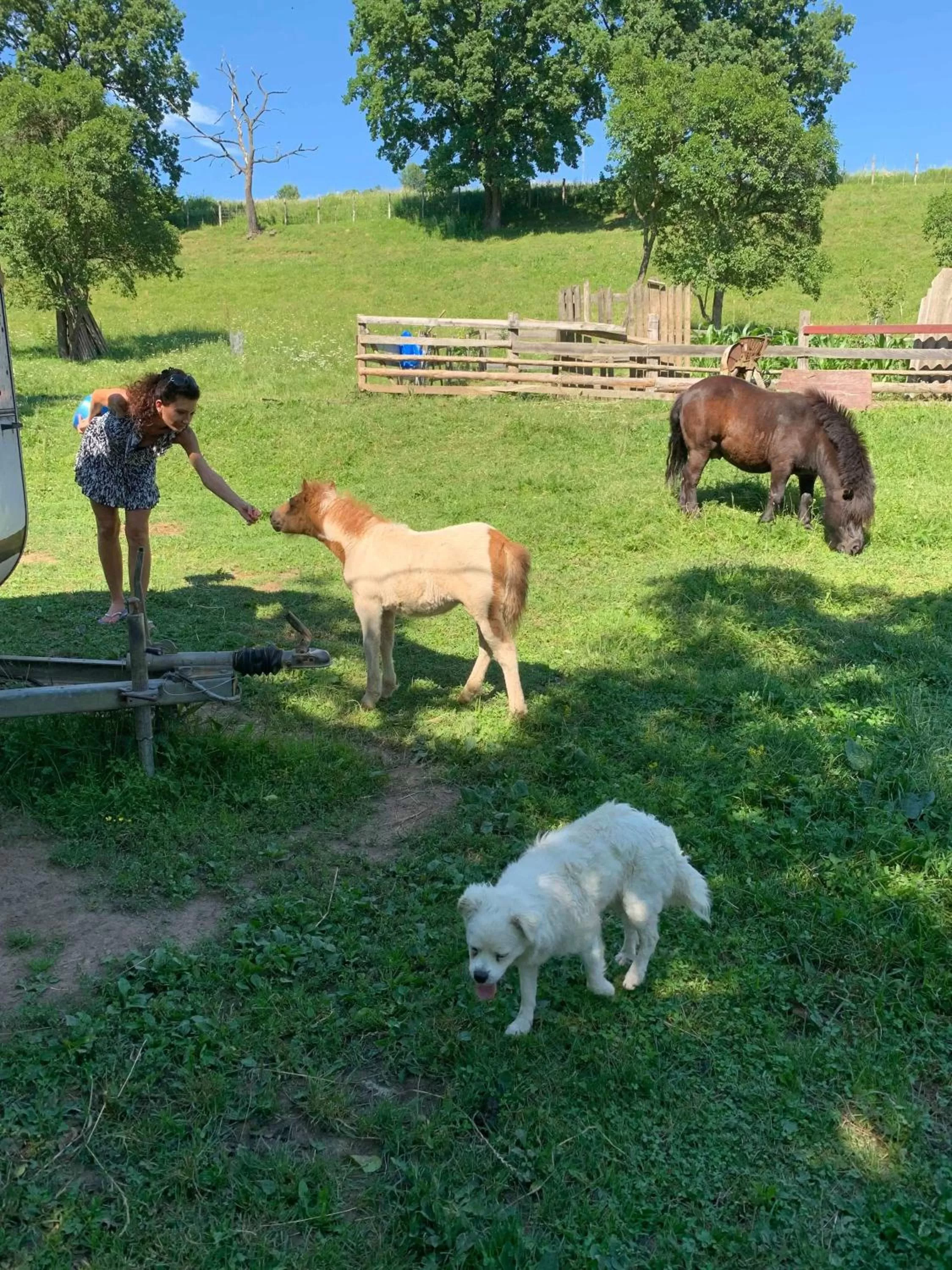 Day in Pensiunea SilvAnka