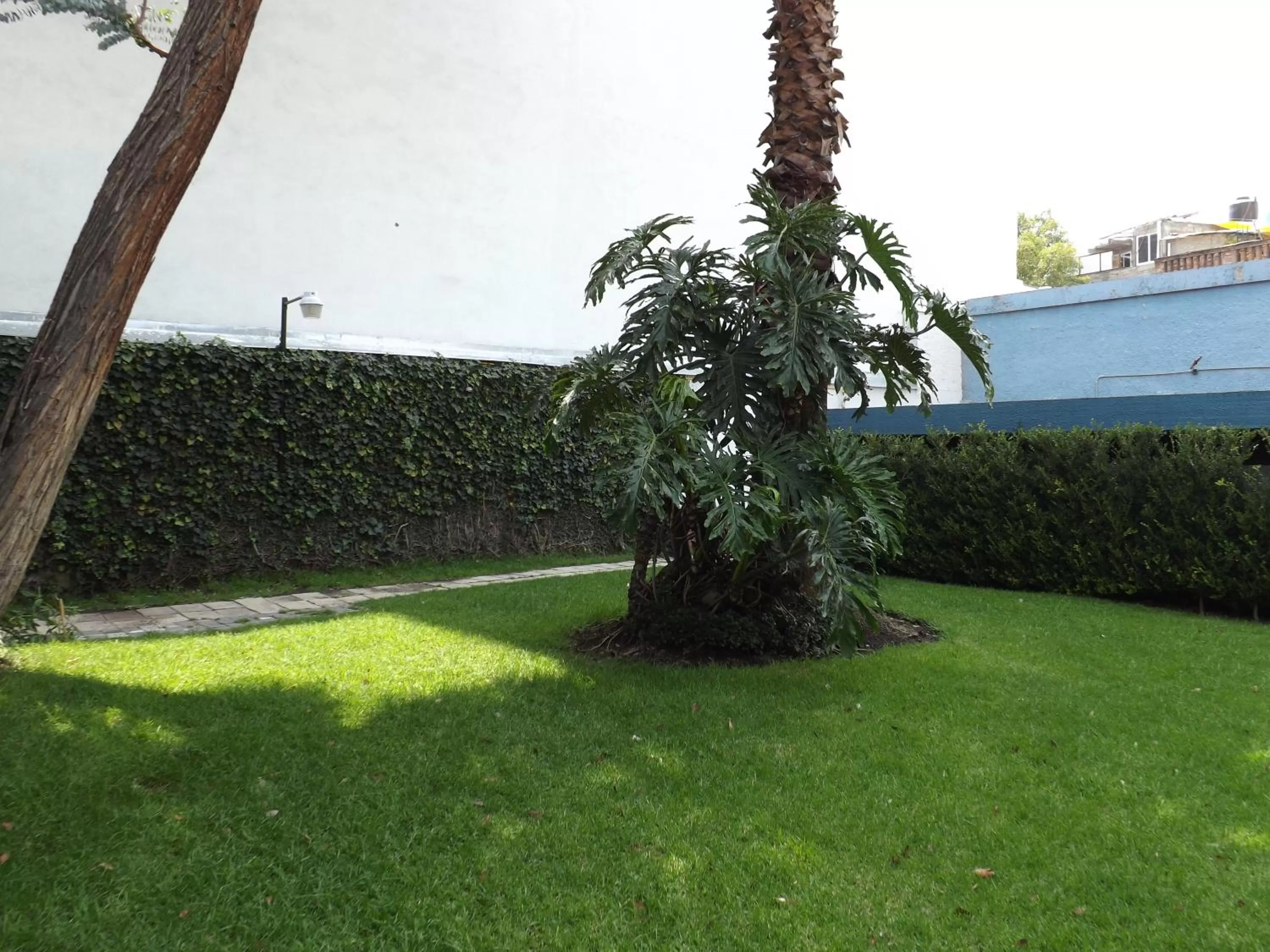 Garden in Pedregal Palace