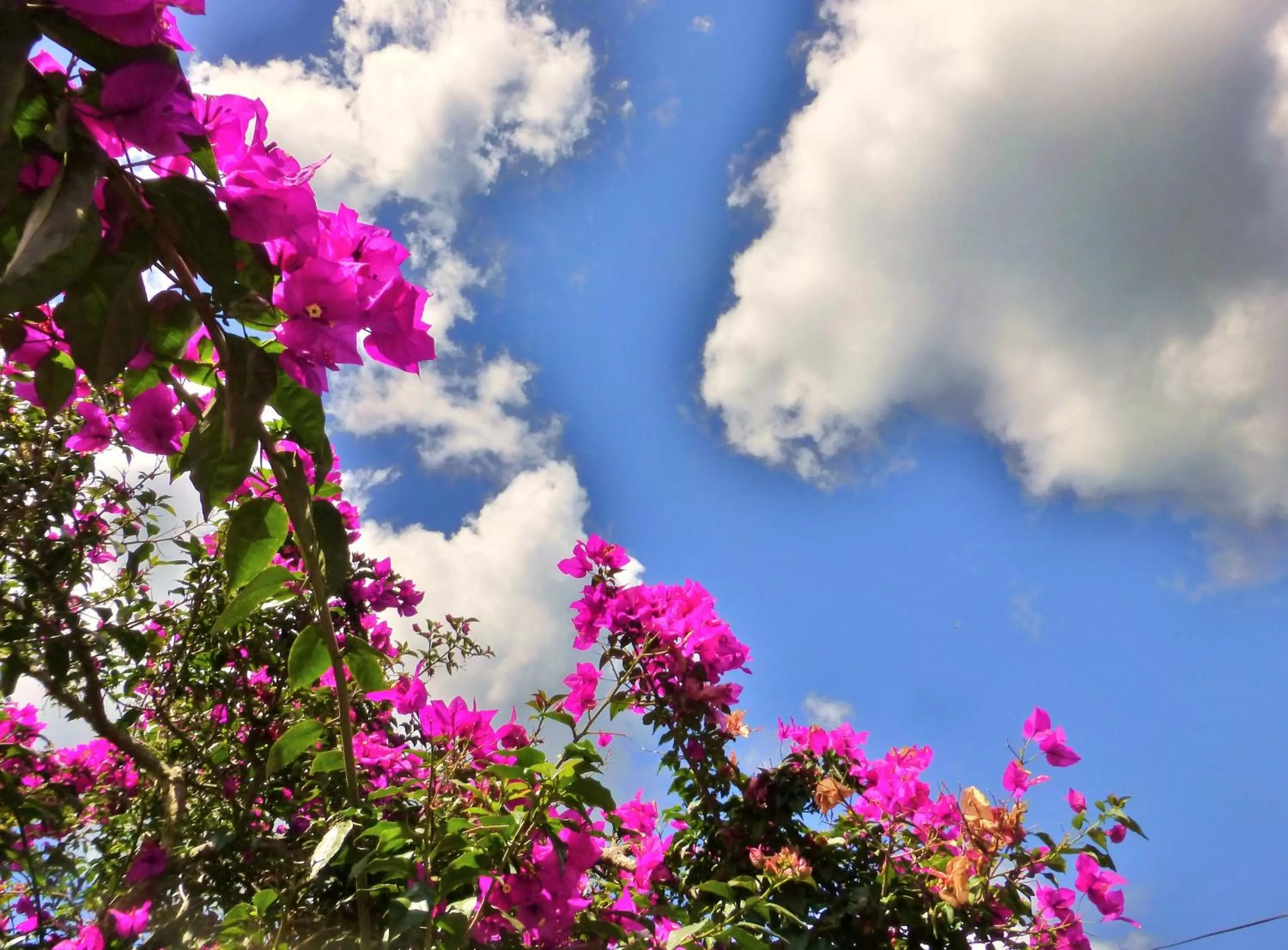 Garden in Finca El Cielo