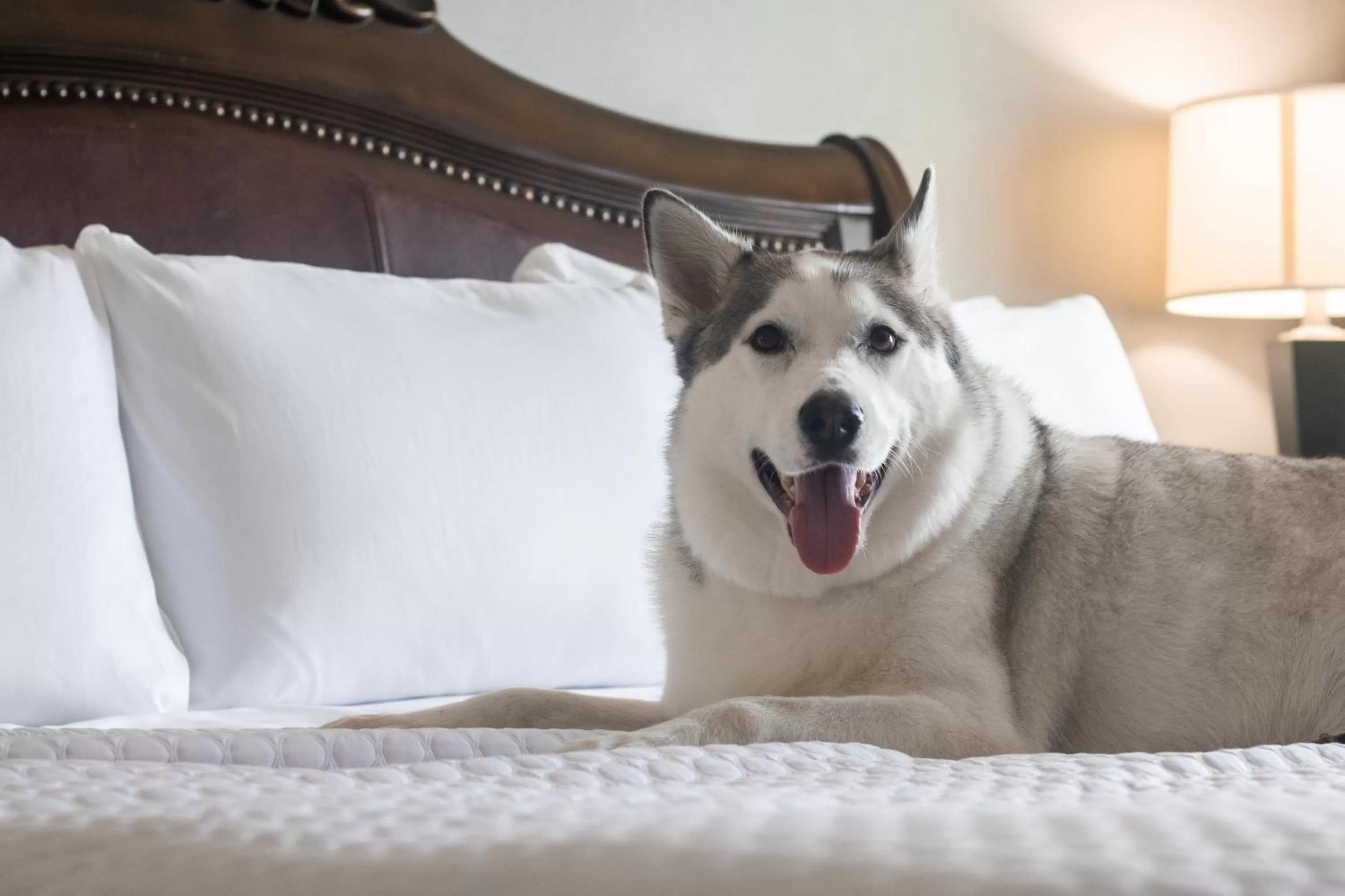 Pets in Wyndham Houston near NRG Park - Medical Center