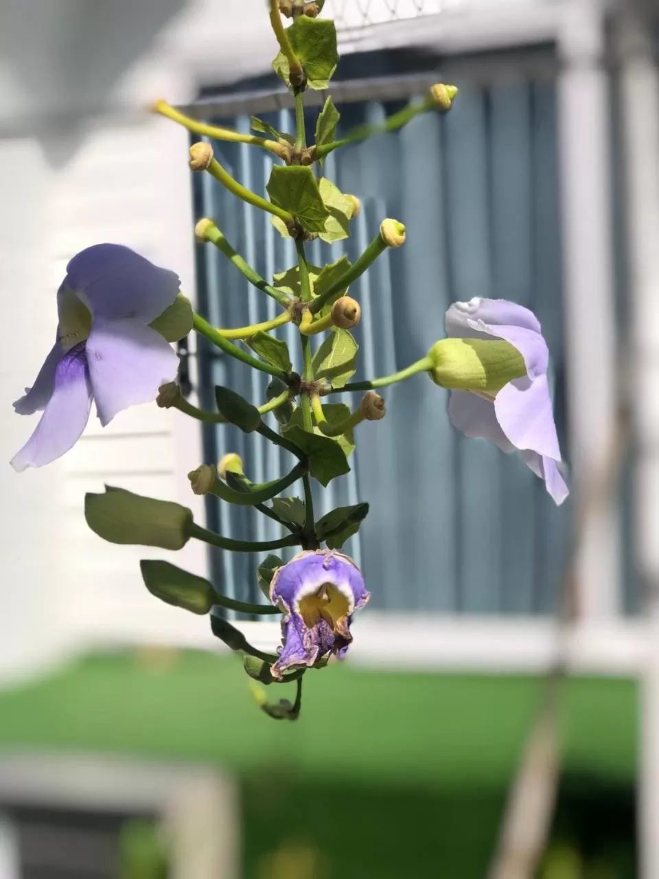 Garden in Jasmine River Front