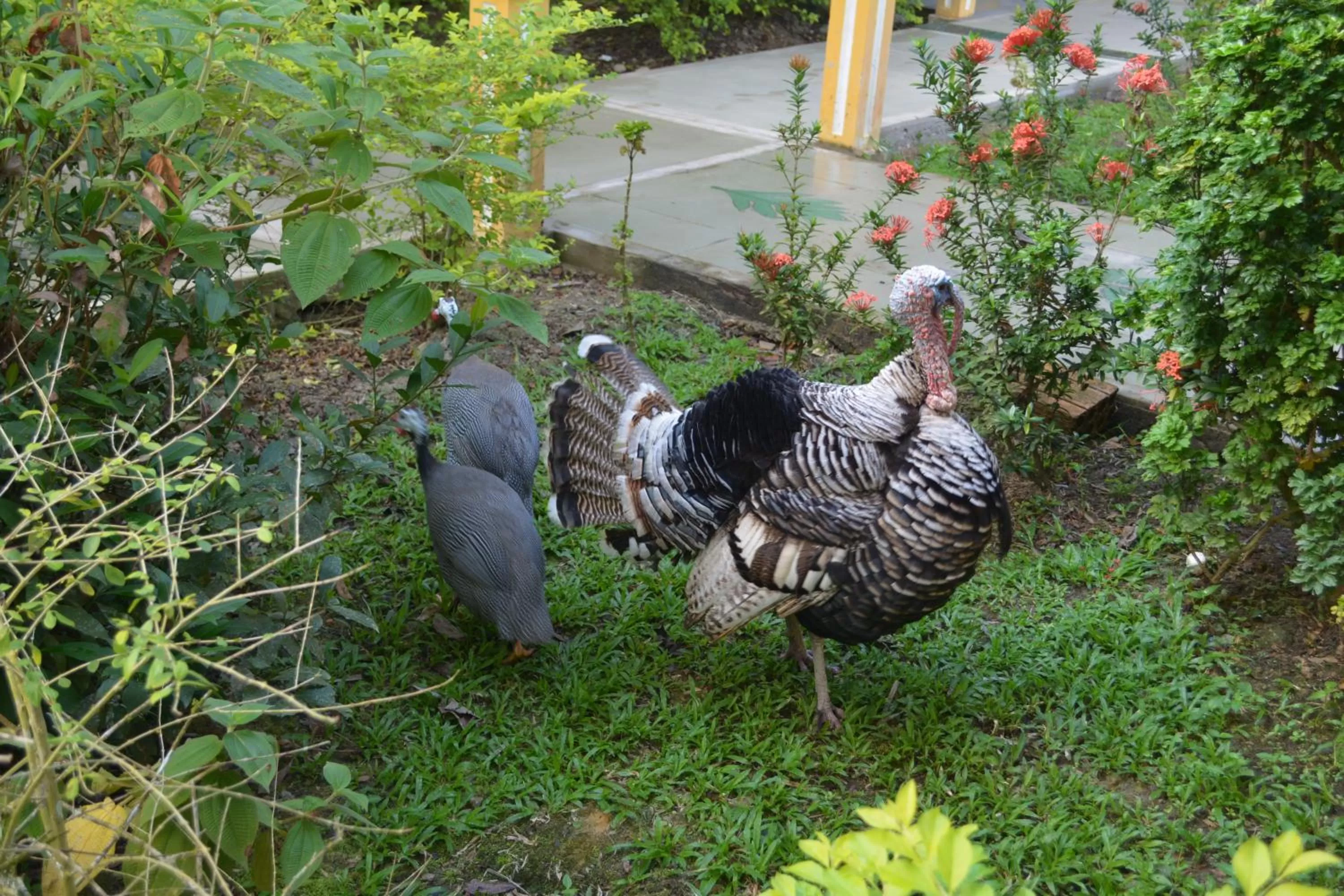 Pets, Other Animals in Cabañas Yakuruna