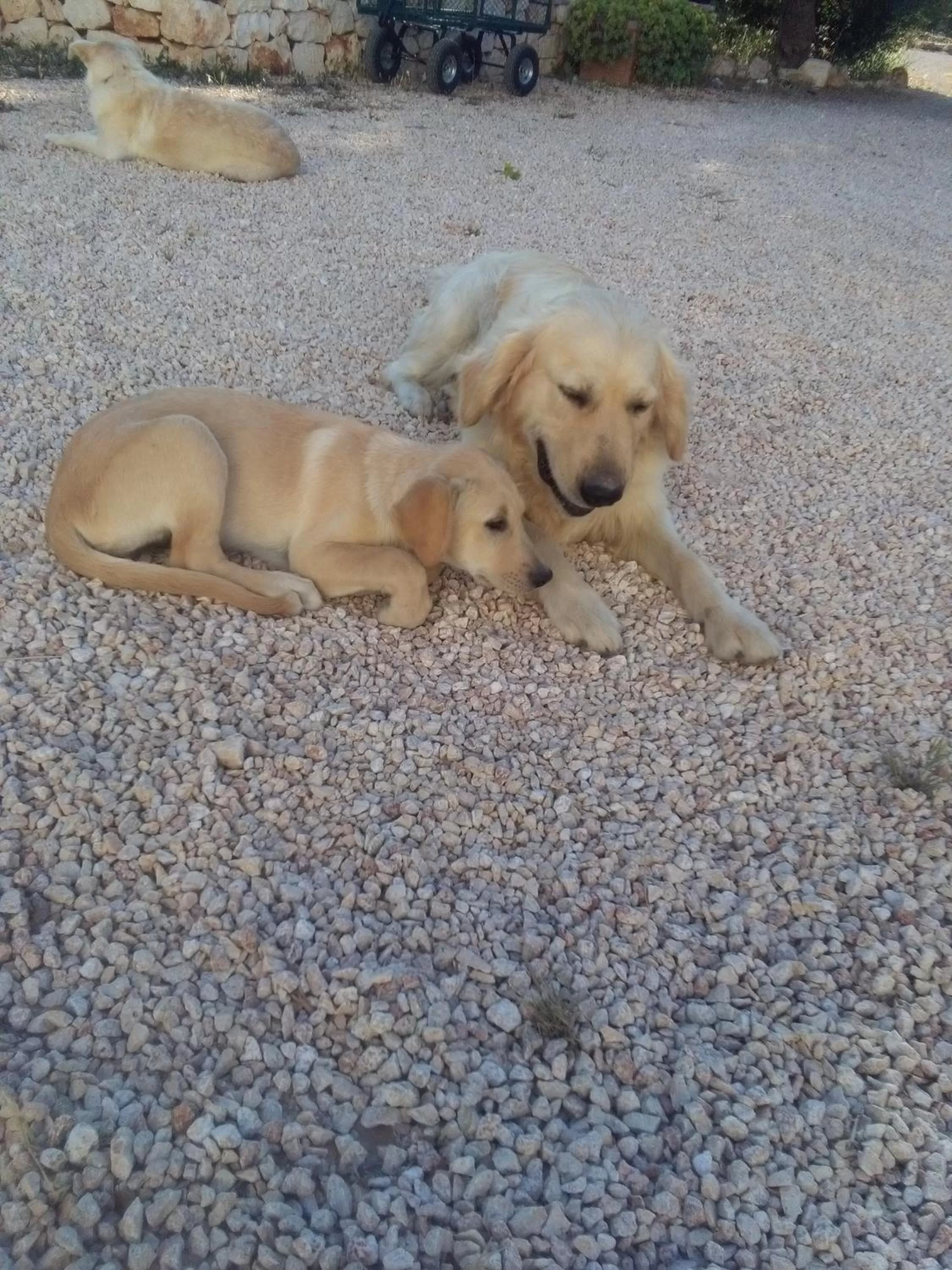 Property building, Pets in B&B Giovannarolla Green House