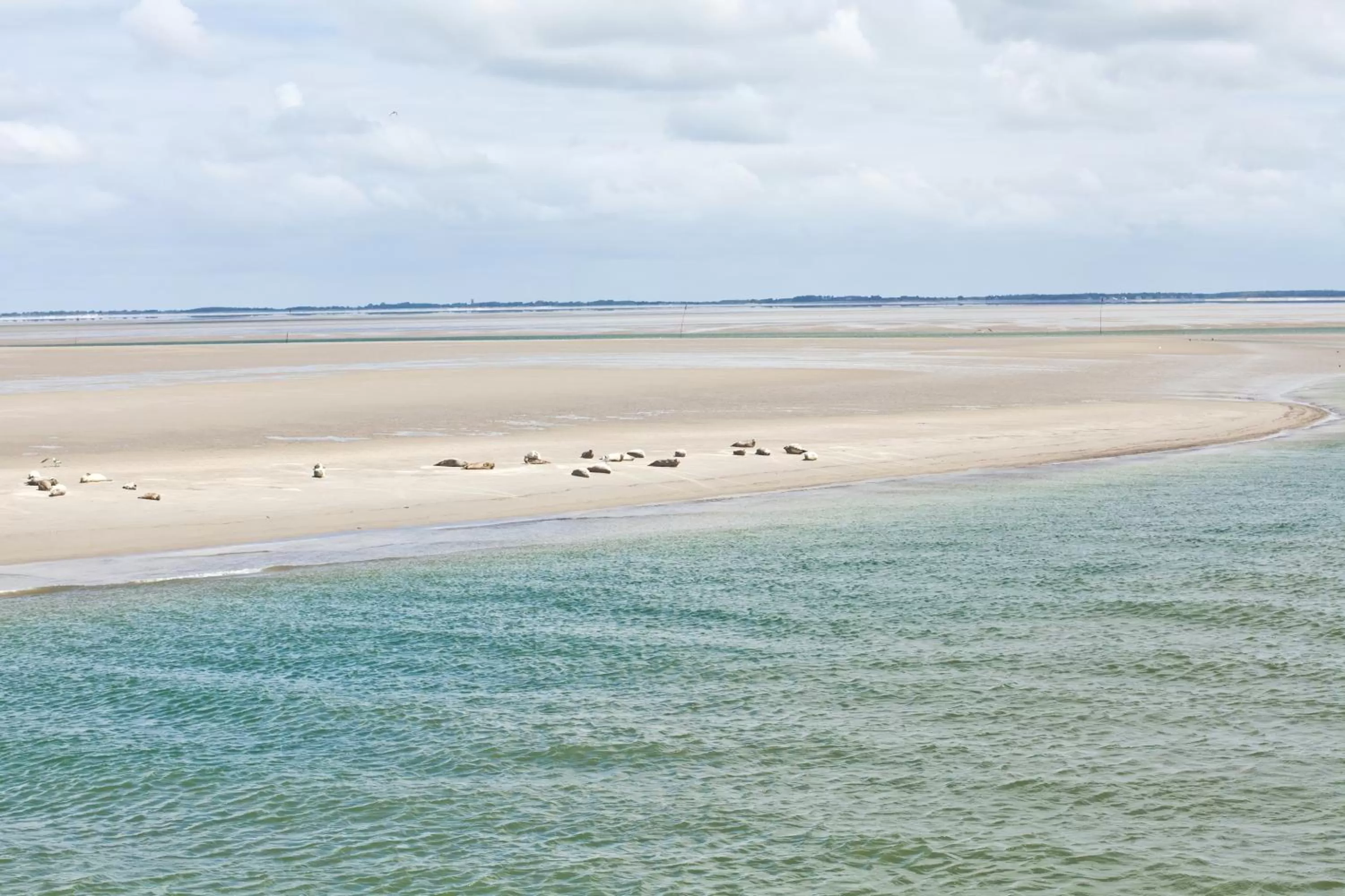 Animals, Beach in Anker's Hörn