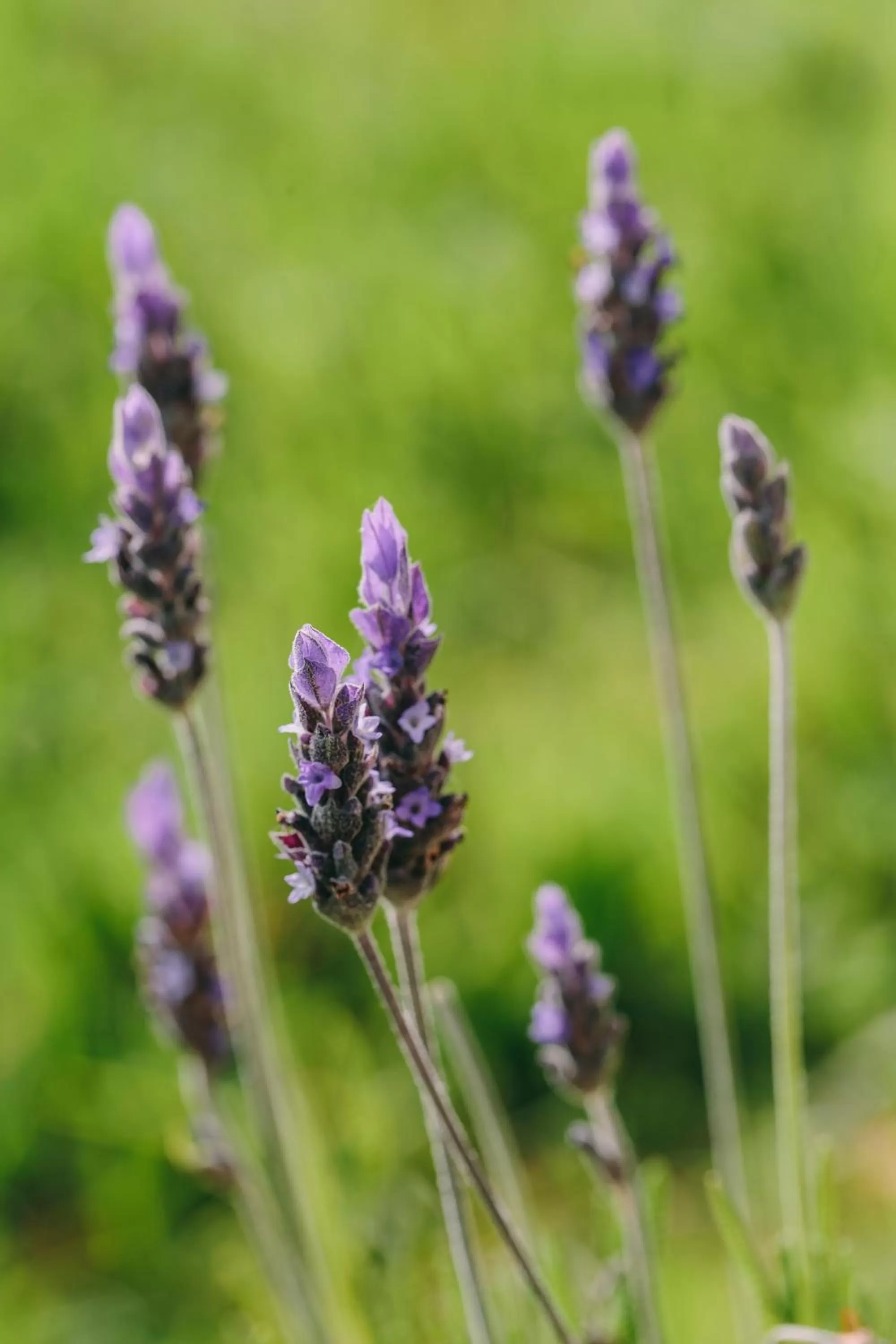 Natural landscape in Hotel Marathia