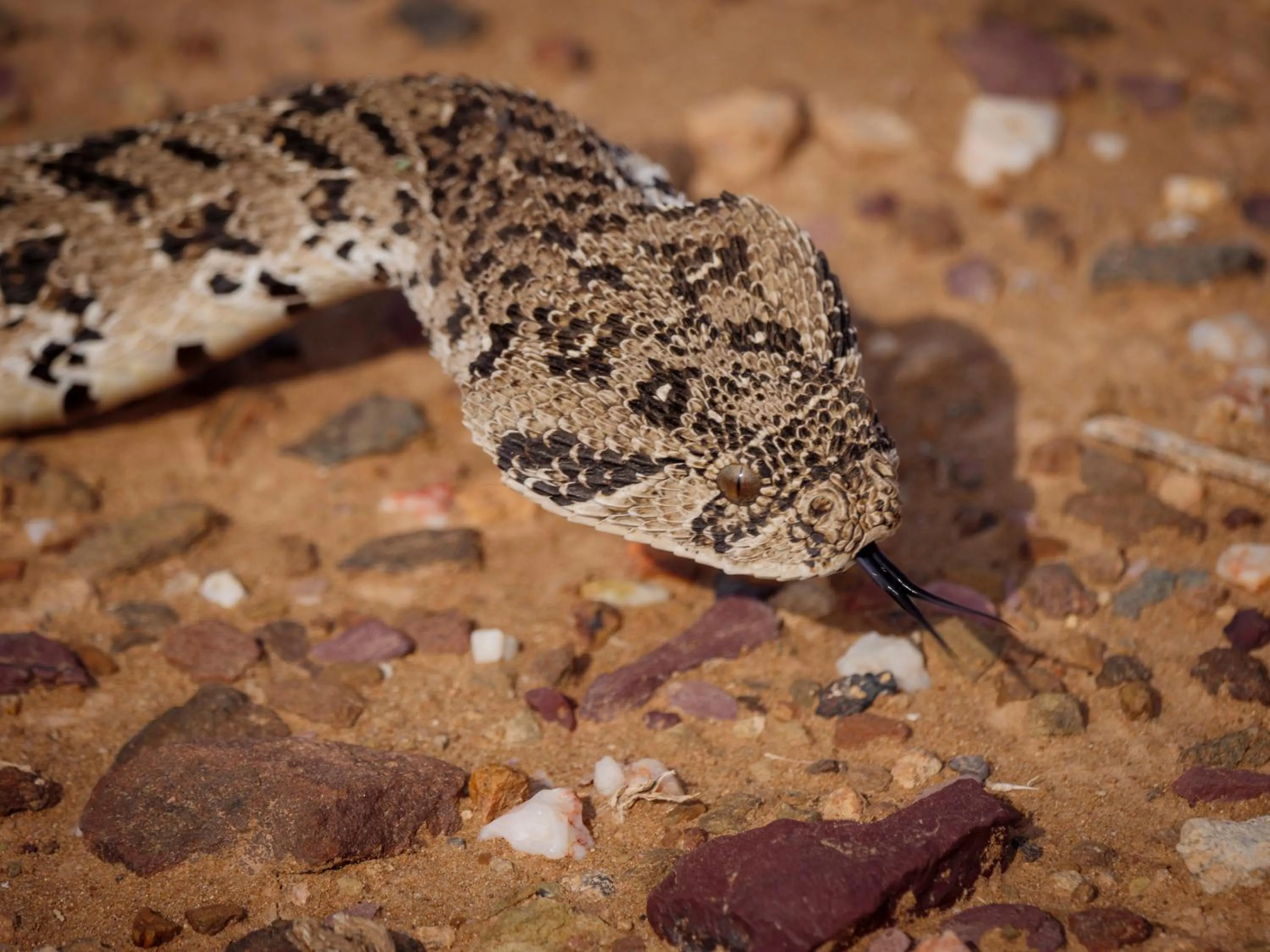 Animals in Sanbona Wildlife Reserve