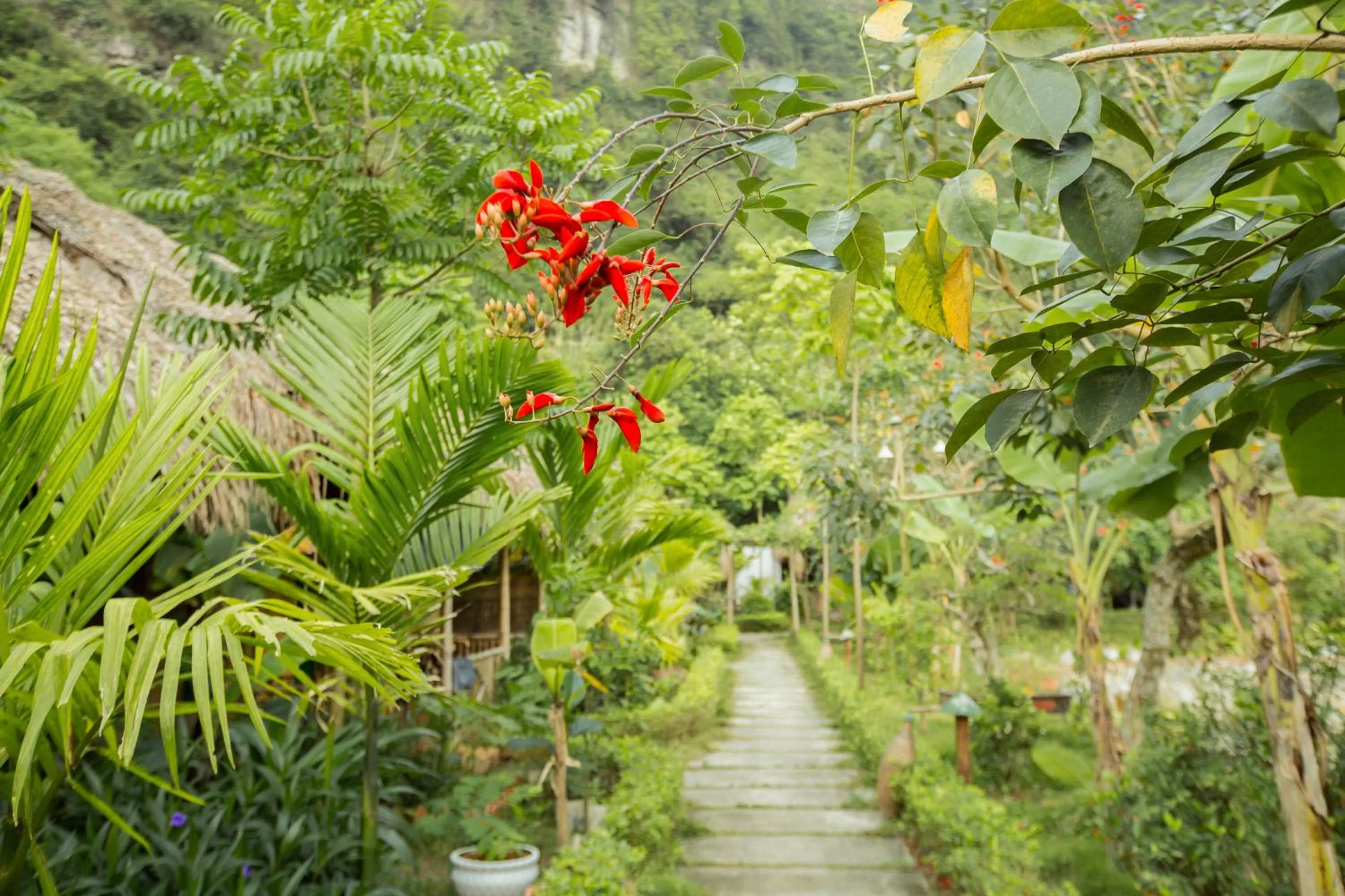 Spring in Tam Coc Rice Fields Resort