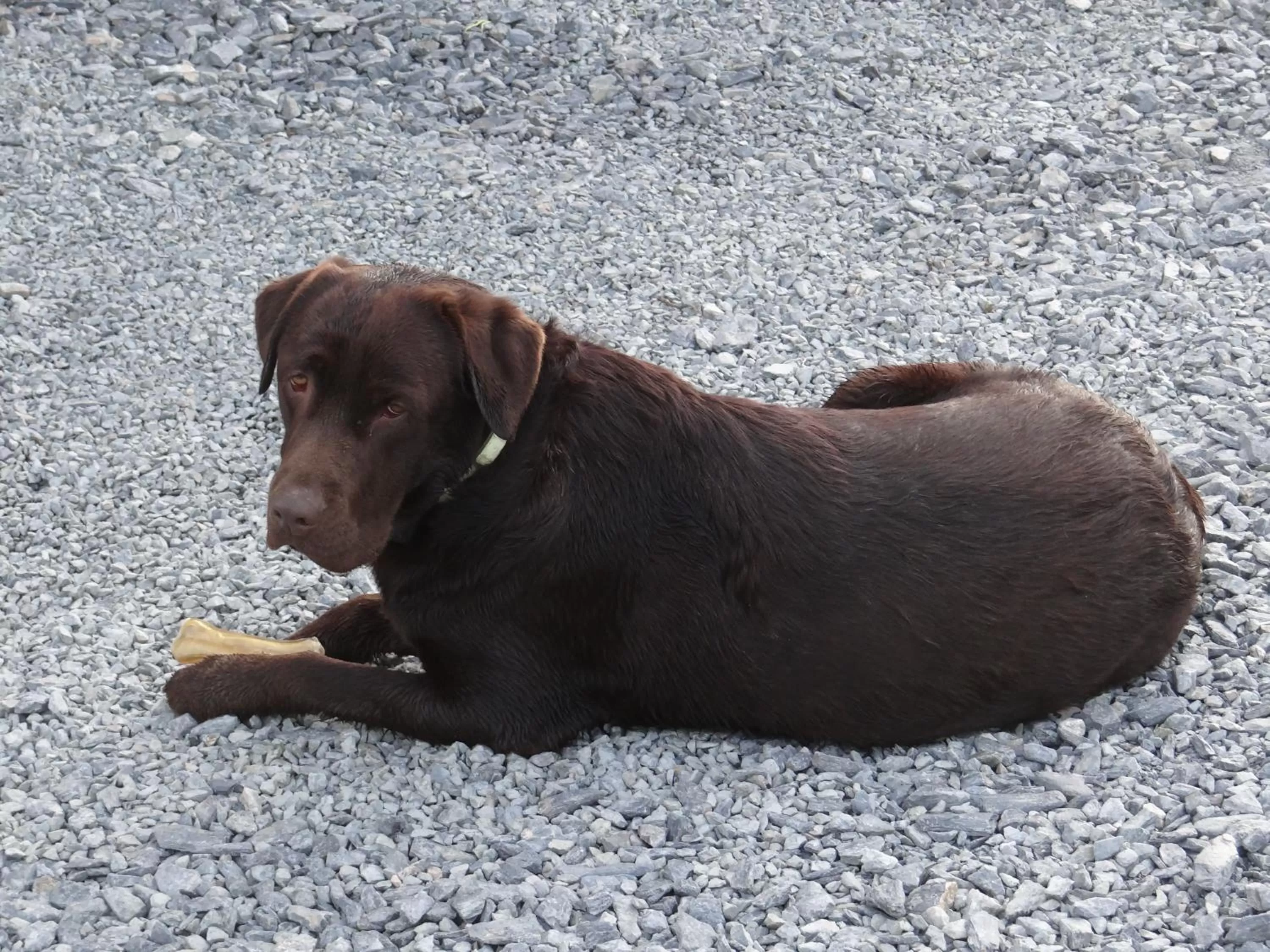 Spring in La Petite Houssaye