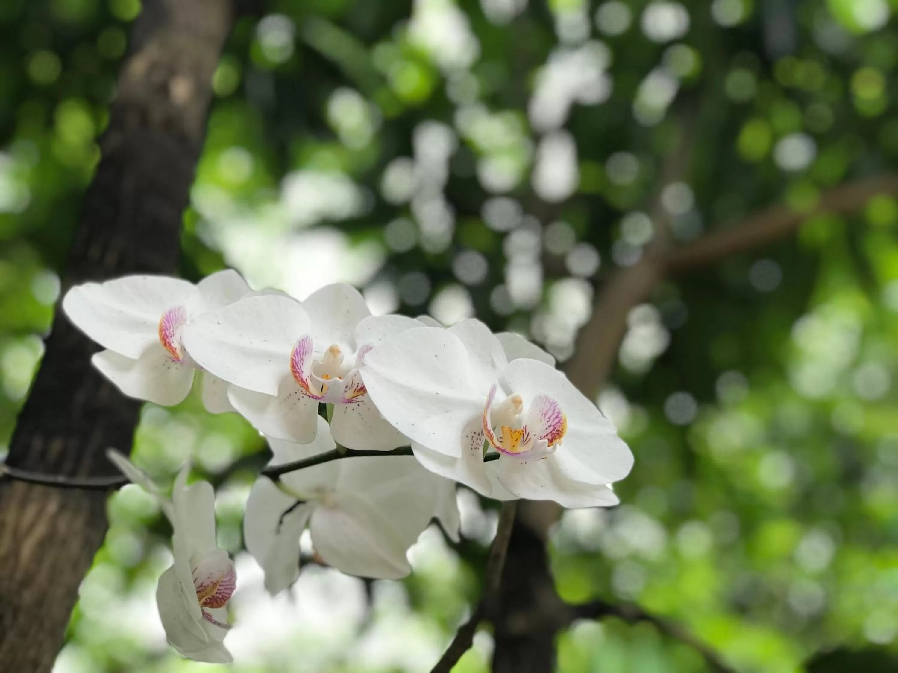 Garden in Green Edge Residences