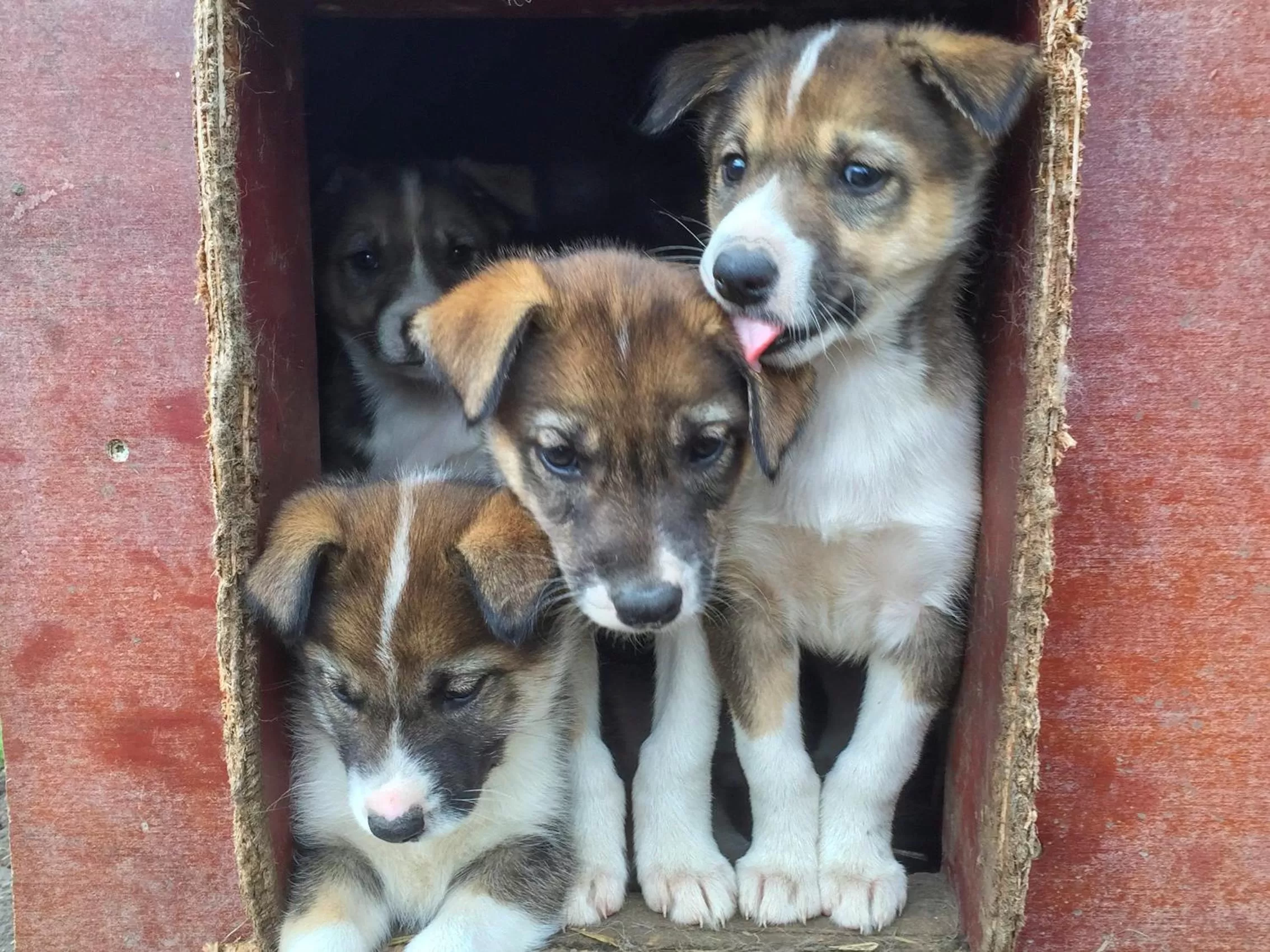 Pets in Husky Lodge Hostel