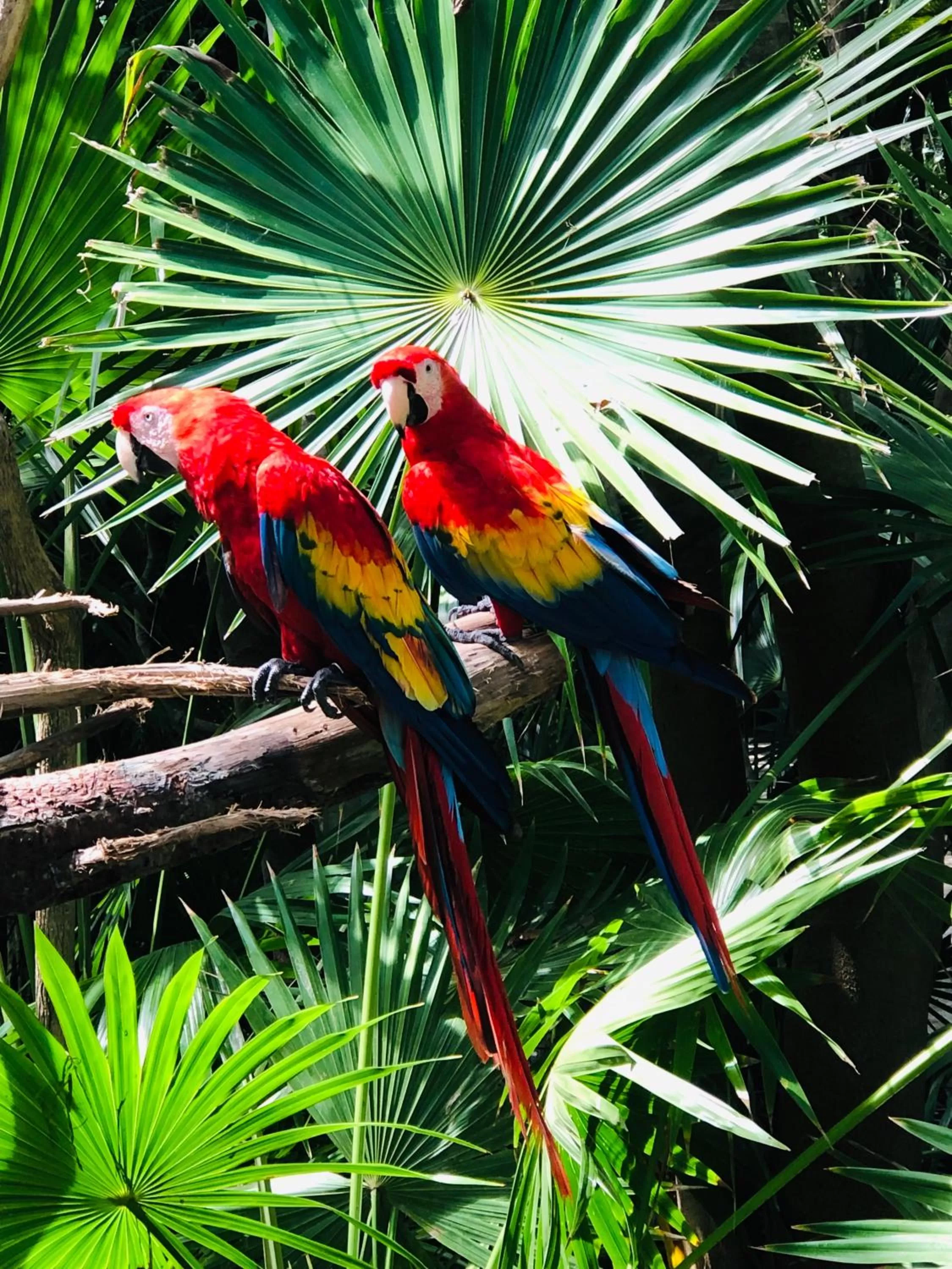Animals in La Hacienda, en Xcaret