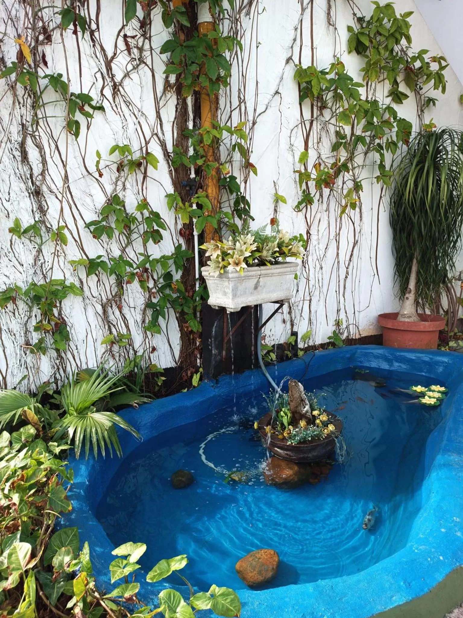 Garden, Swimming Pool in Queensburgh B&B or Self Catering